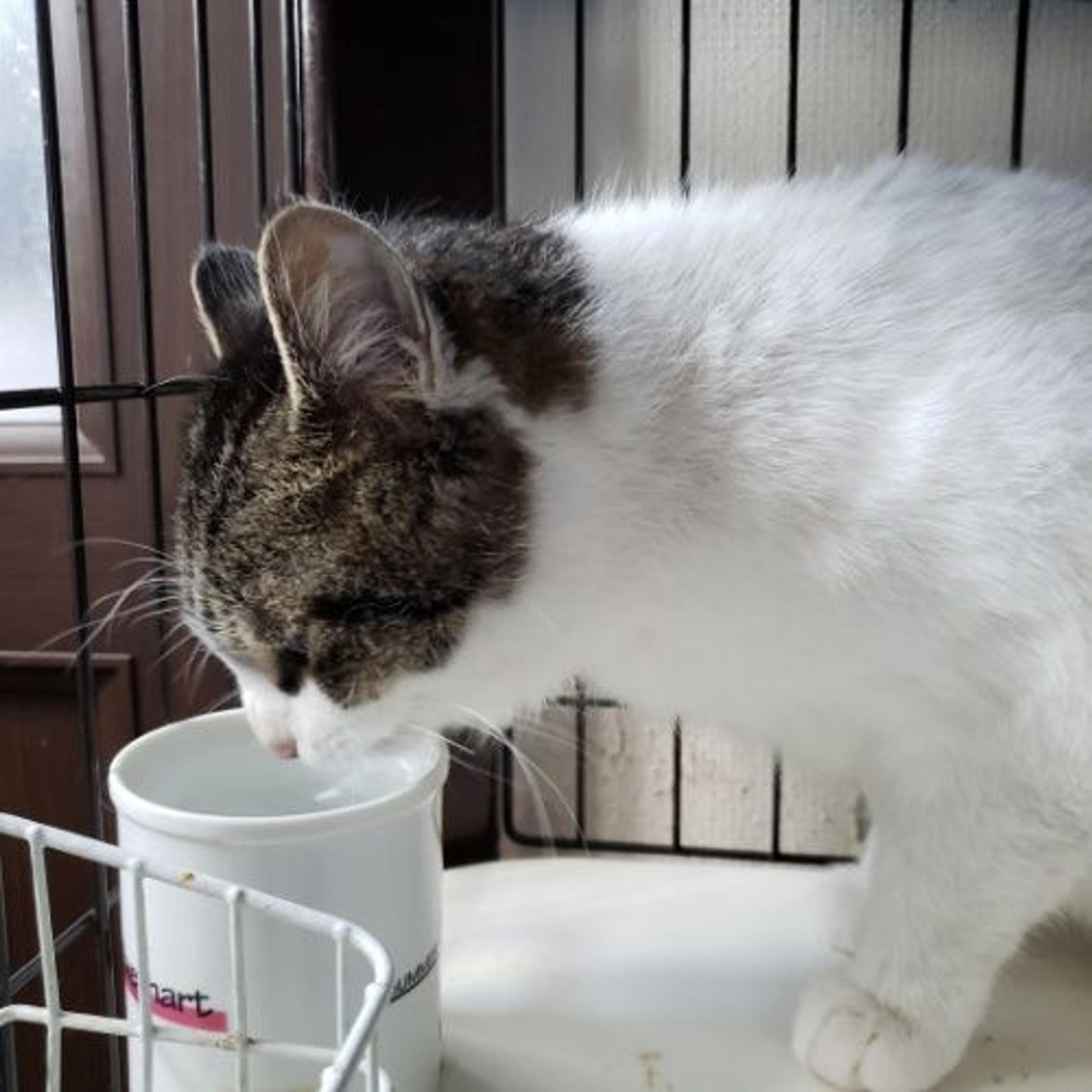 pet-image-3