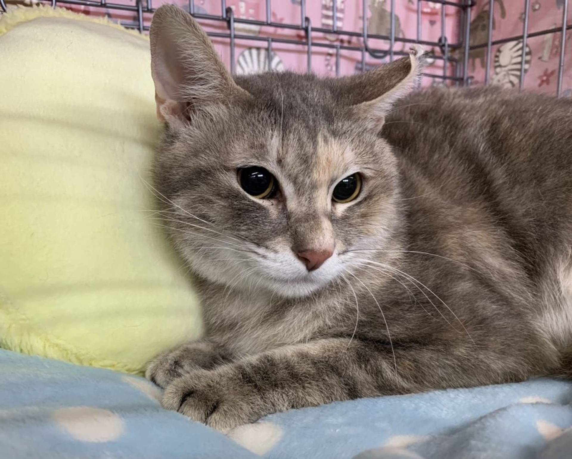 雑種（ミックス猫）・メスの里親募集の写真