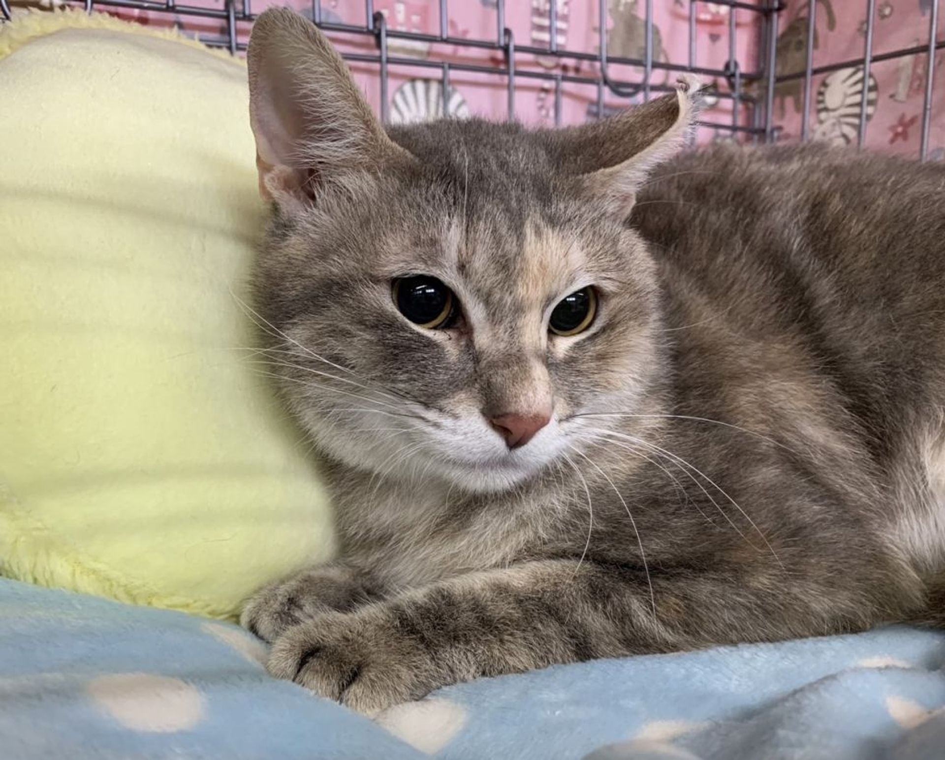 雑種（ミックス猫）・メスの里親募集の写真