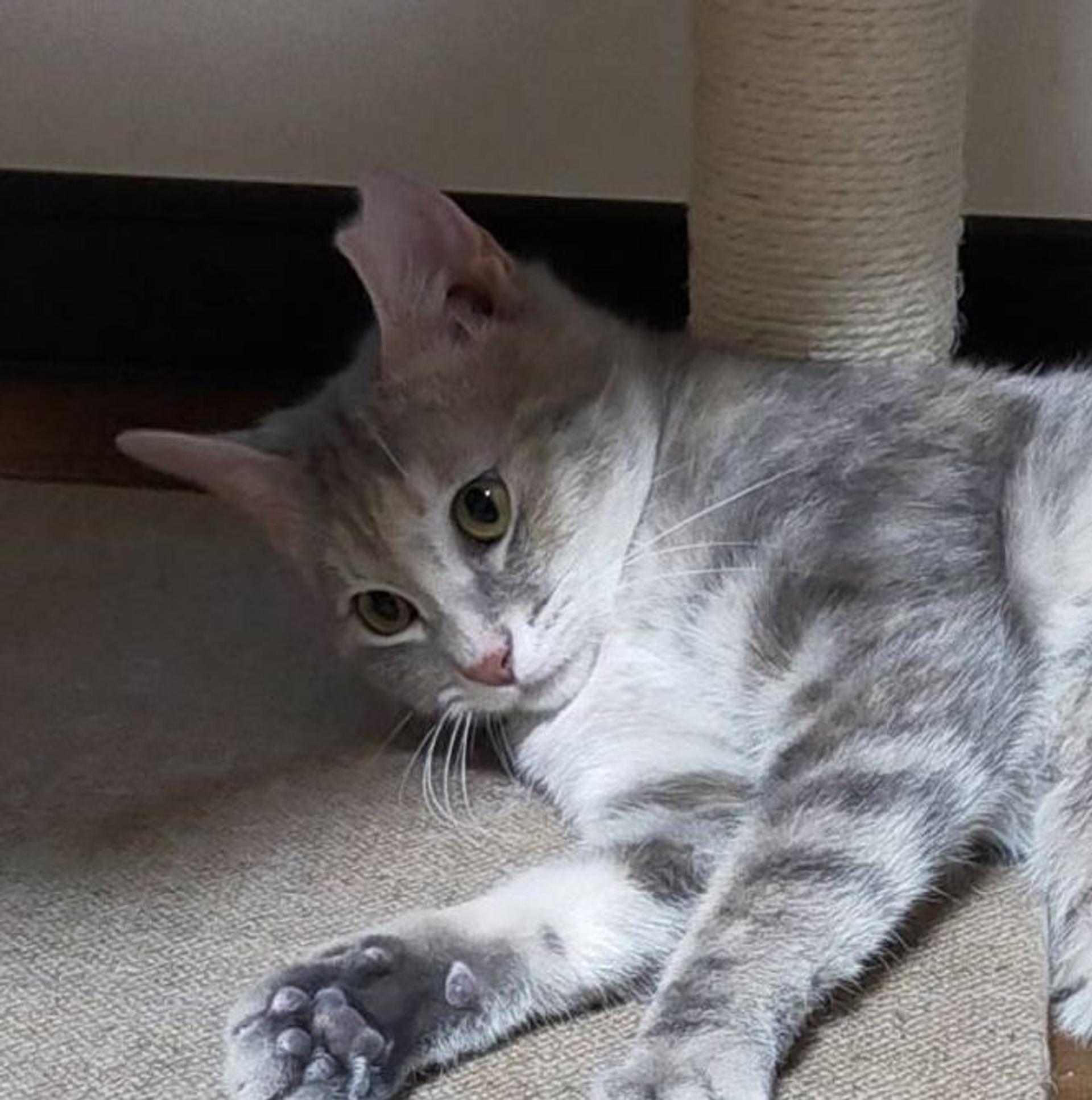 pet-image-5