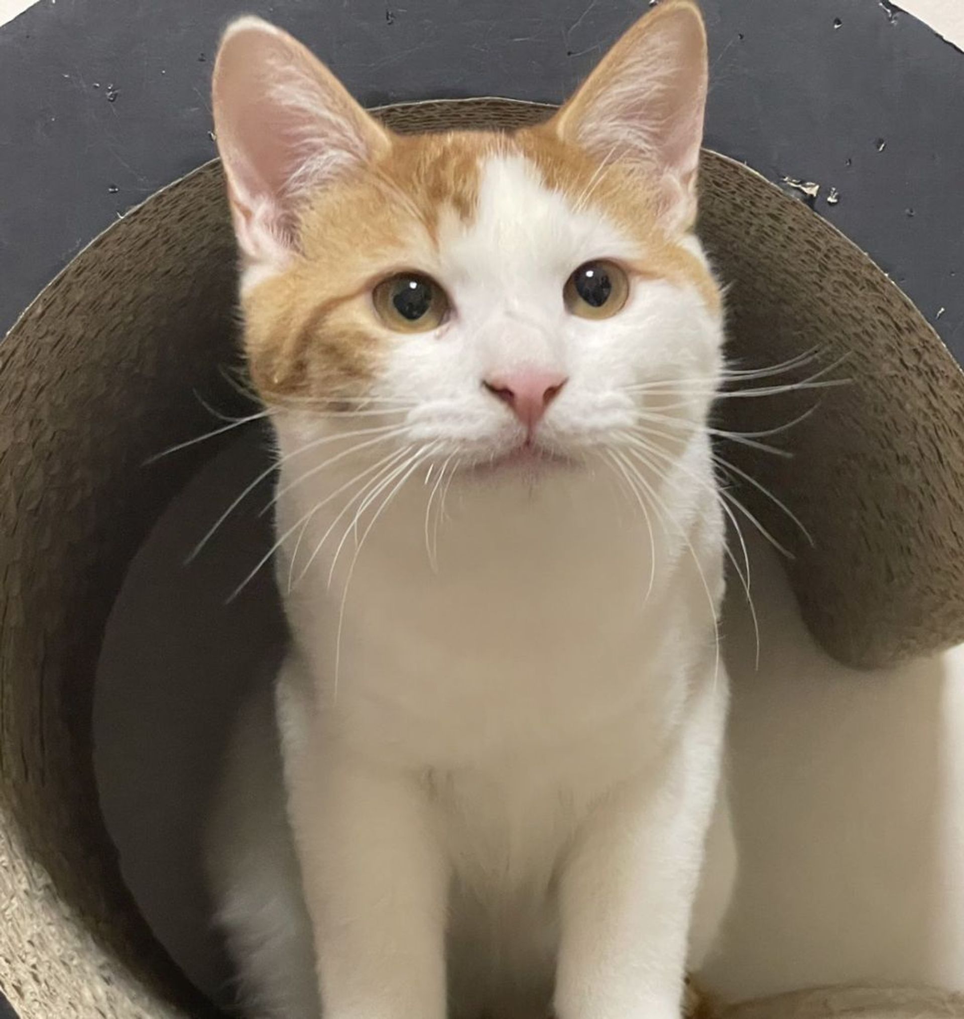 雑種（ミックス猫）・オスの里親募集の写真