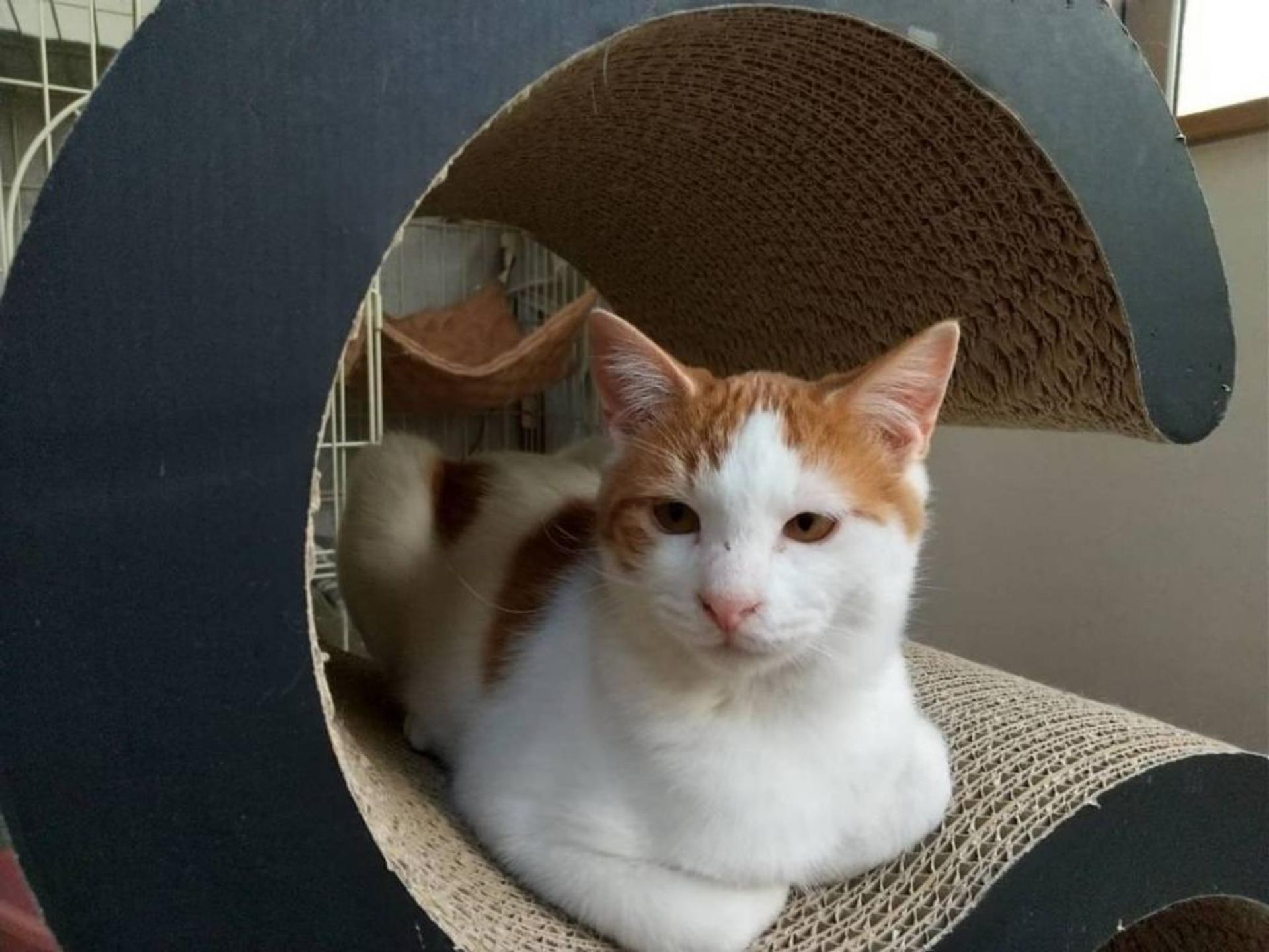 pet-image-3