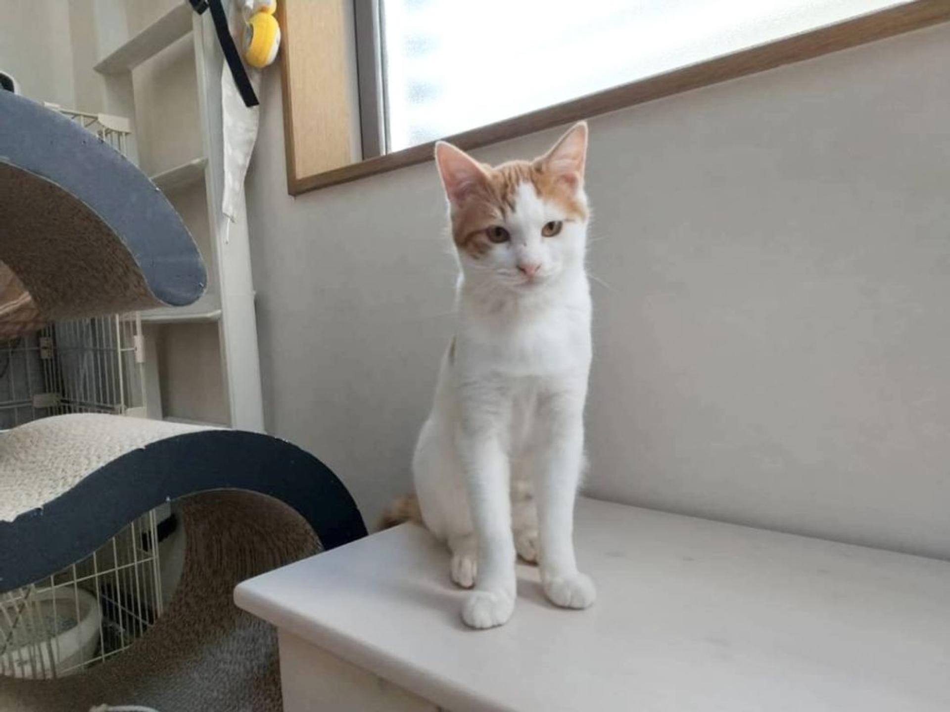 pet-image-4