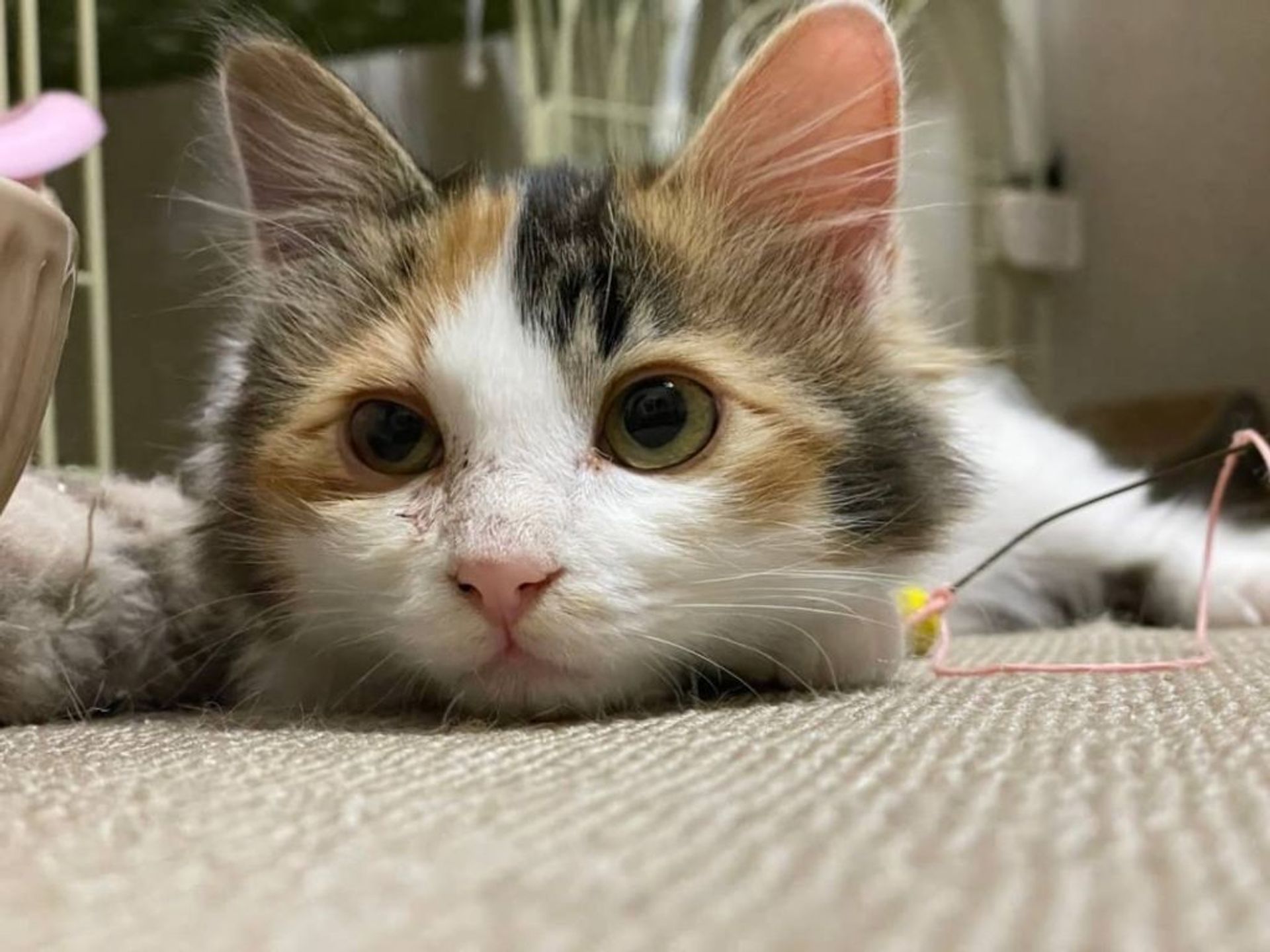 雑種（ミックス猫）・メスの里親募集の写真