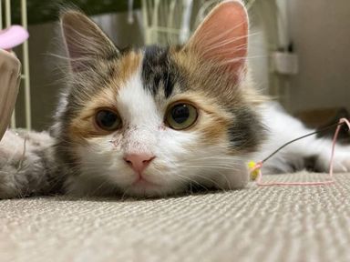 モカの写真