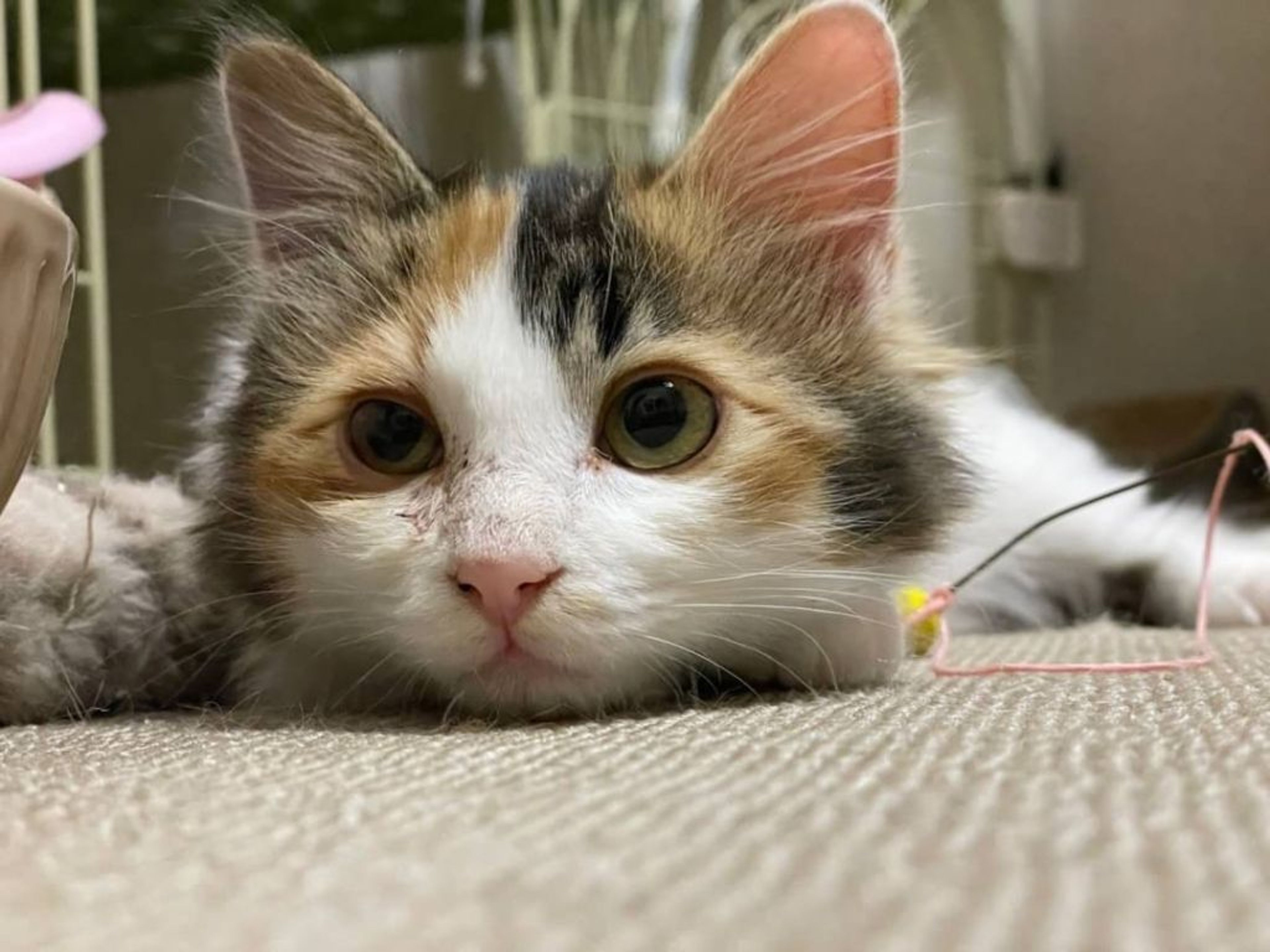 雑種（ミックス猫）・メスの里親募集の写真