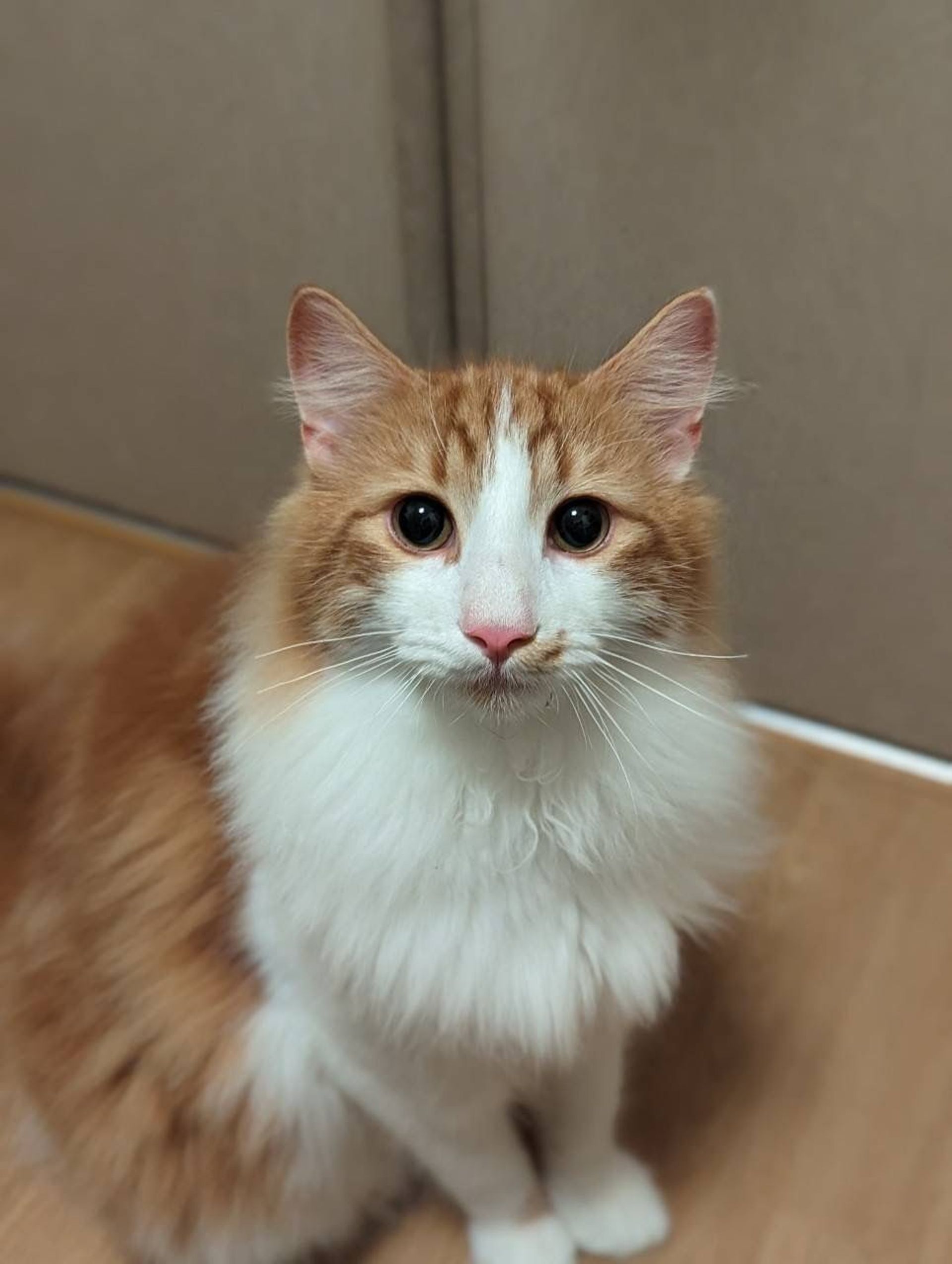 ノルウェージャンフォレストキャット・オスの里親募集の写真