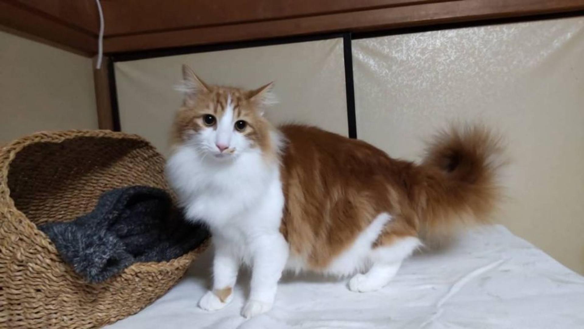 pet-image-3