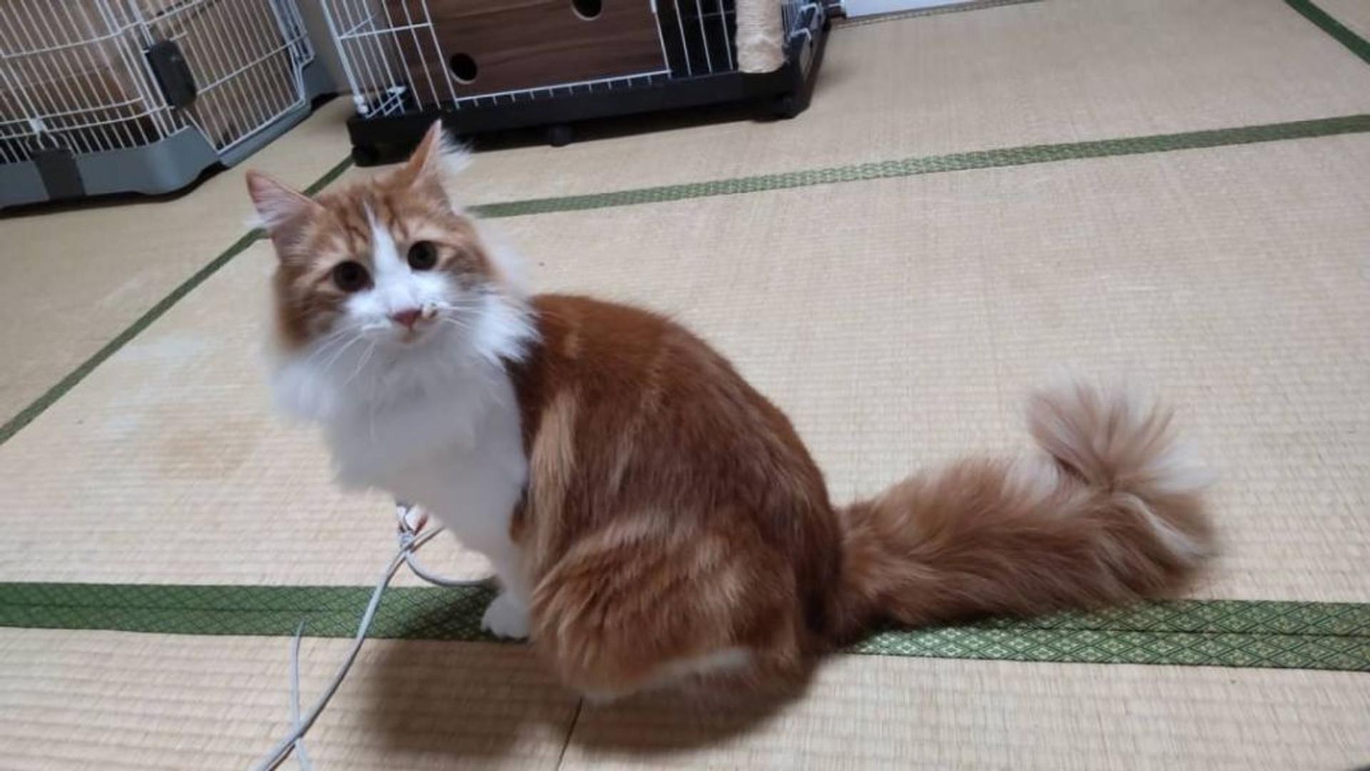 pet-image-4