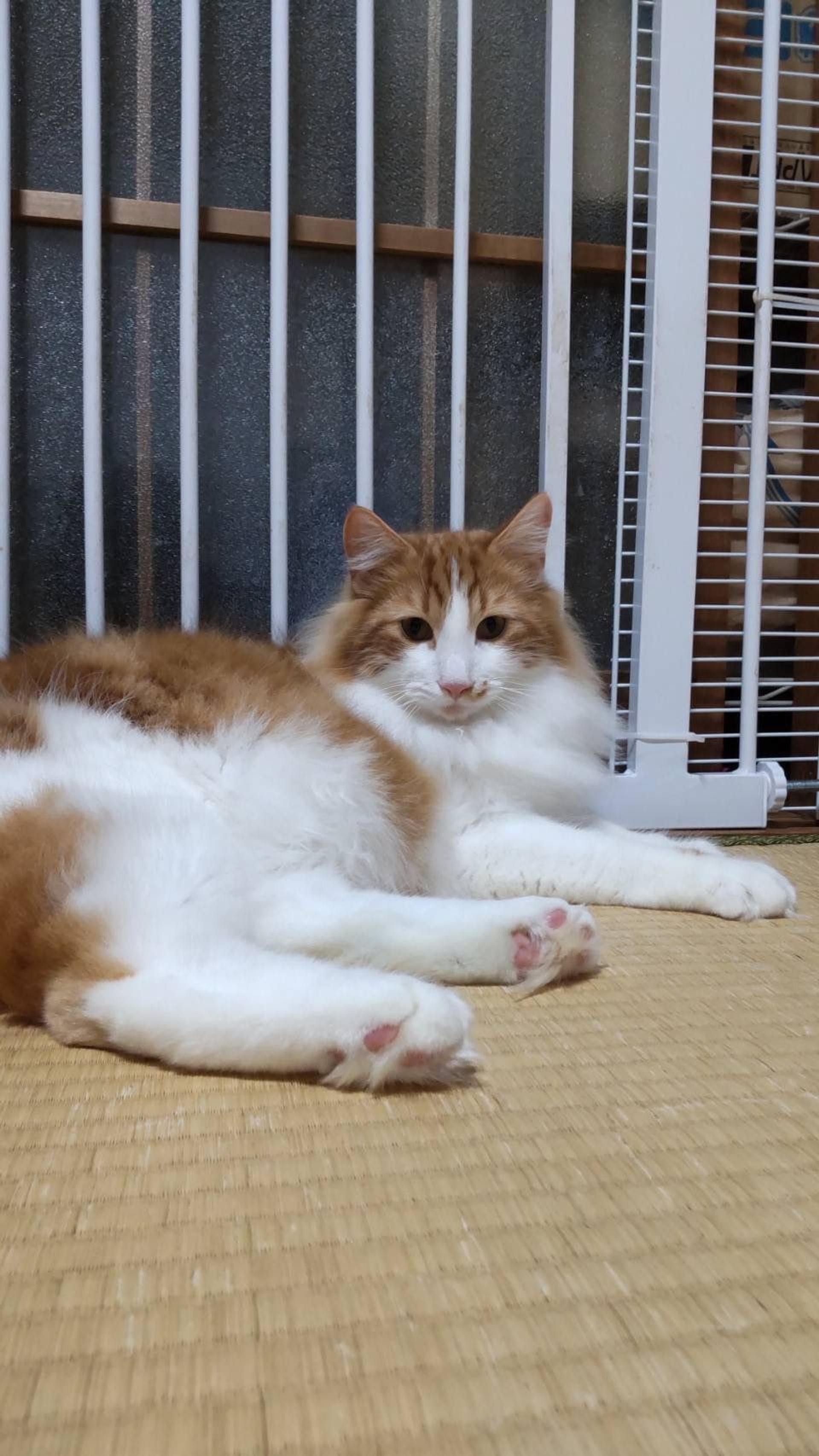 pet-image-5