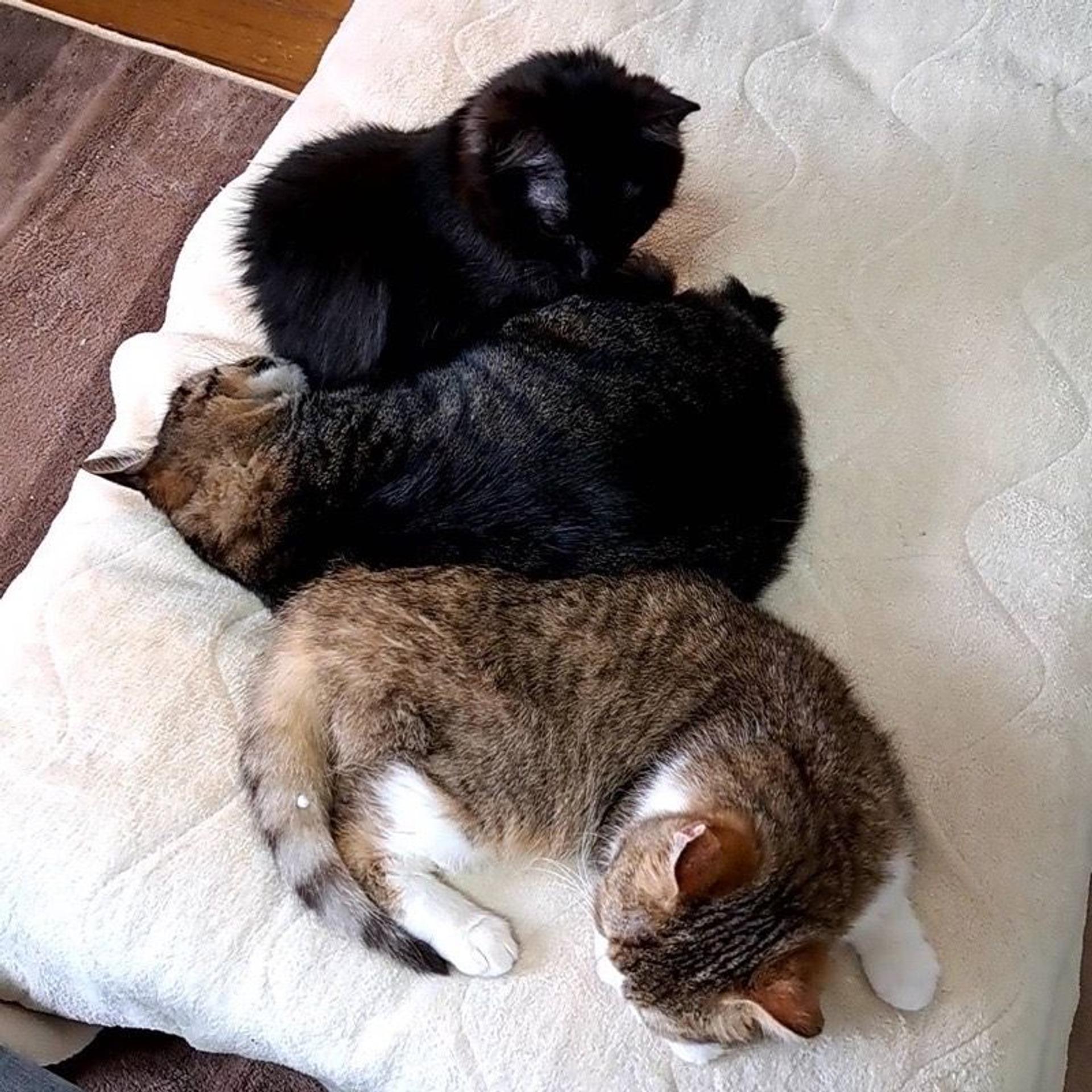 pet-image-8