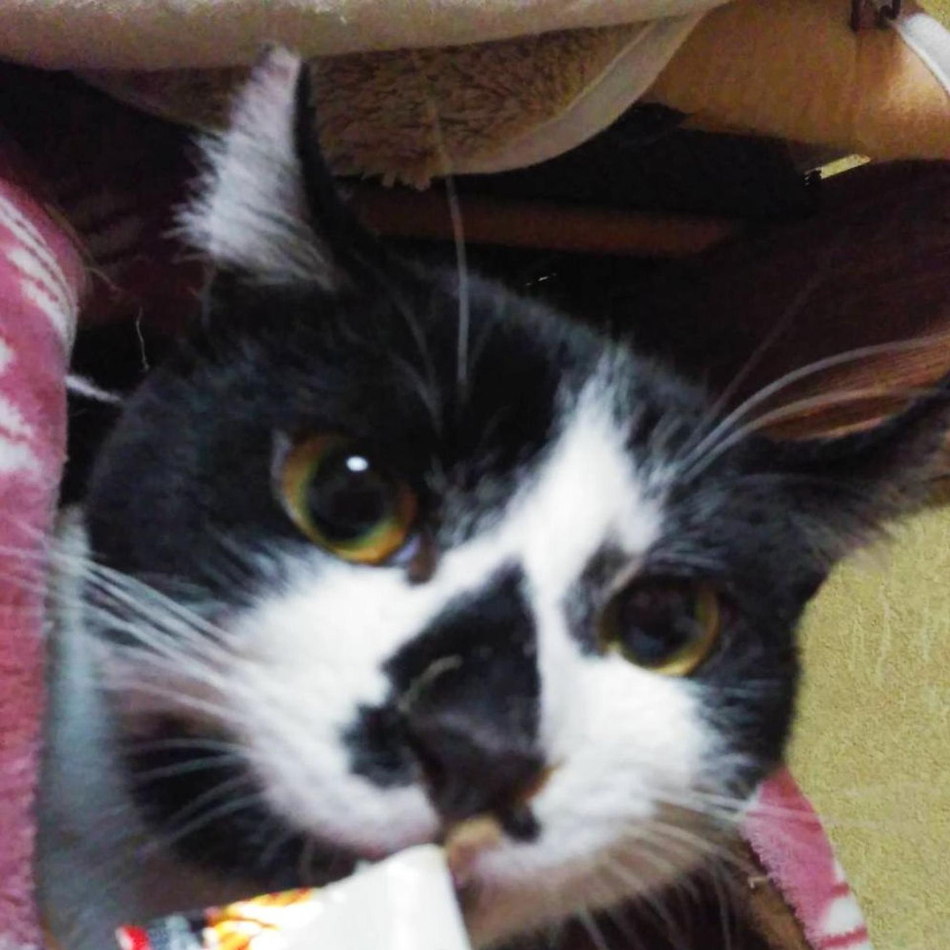 pet-image-2