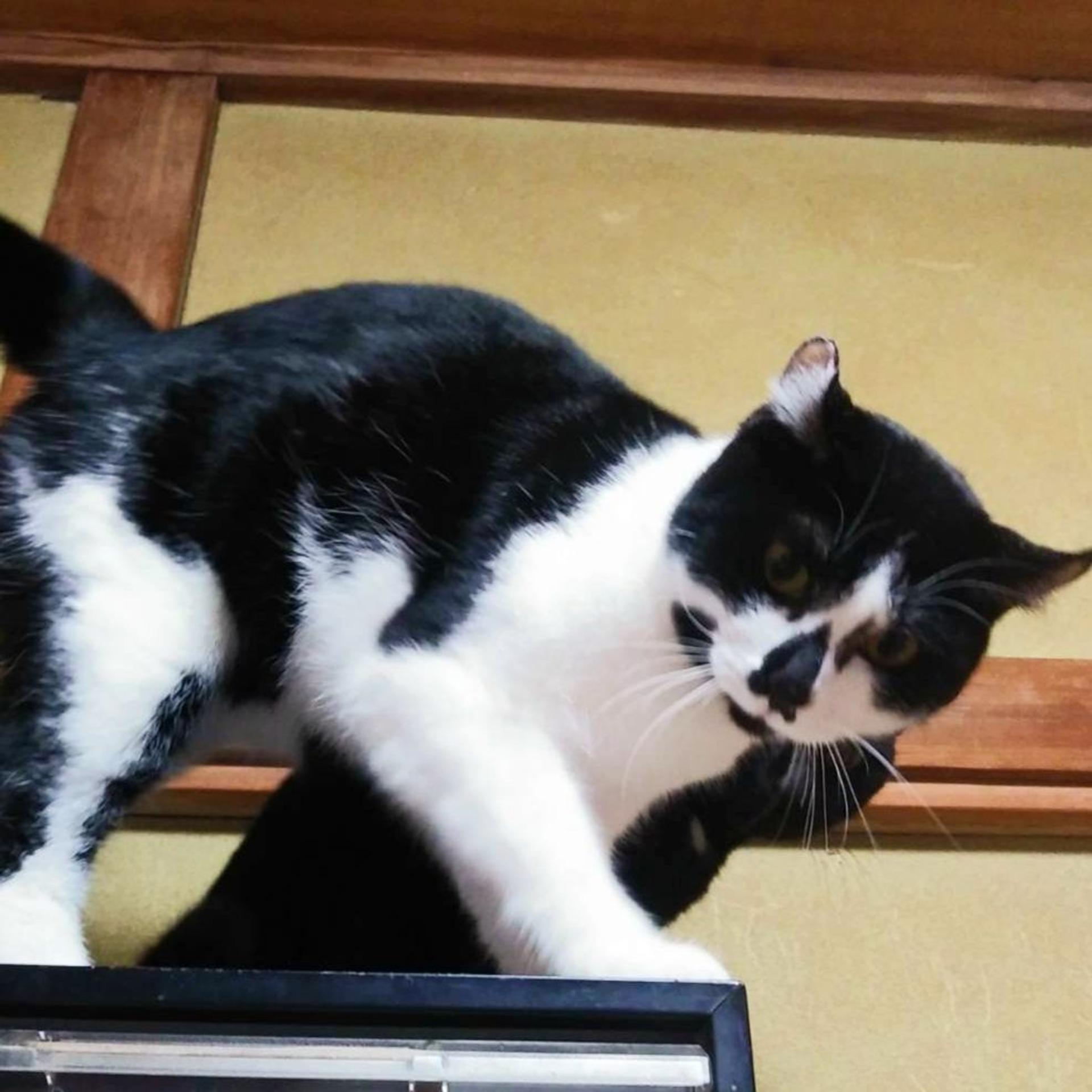 pet-image-4