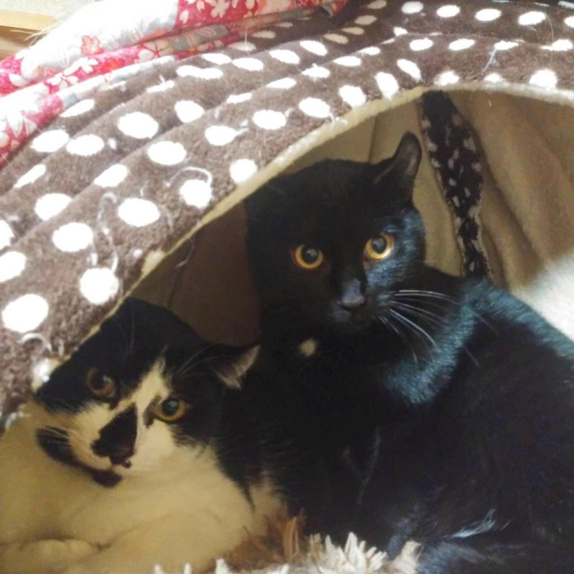 pet-image-6
