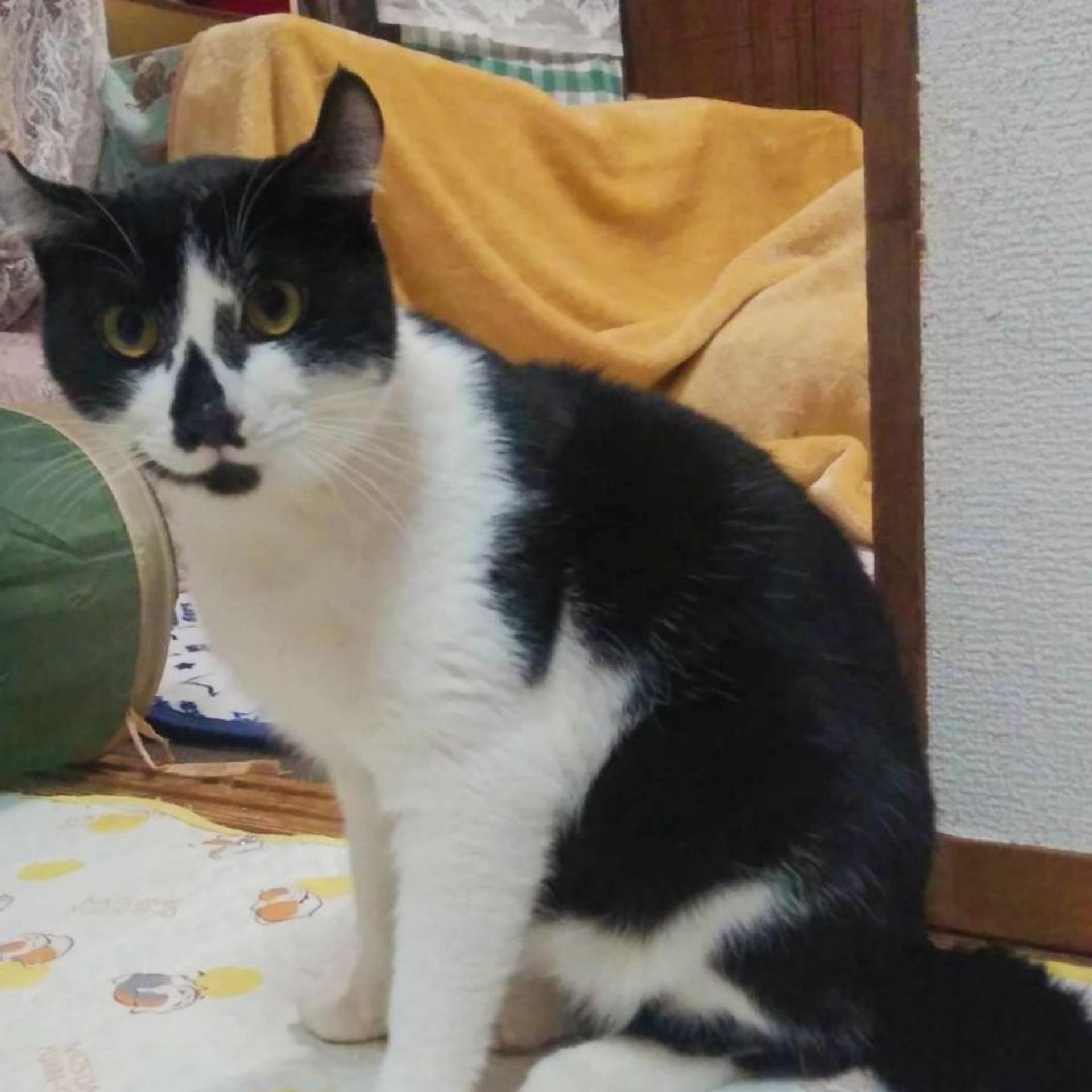 pet-image-7