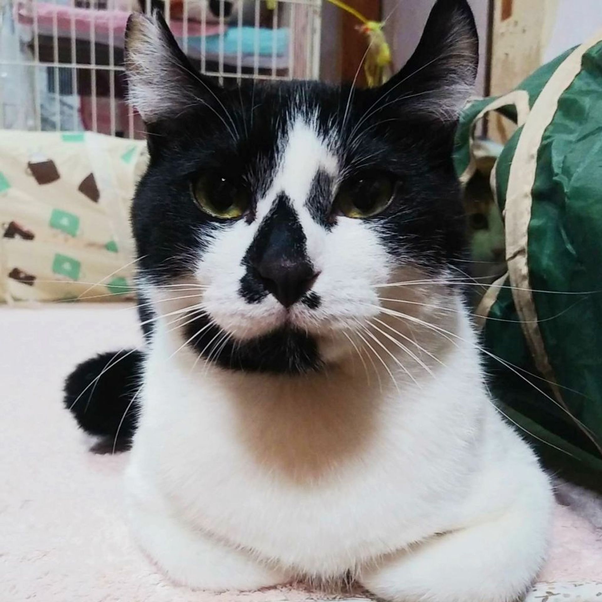 雑種（ミックス猫）・オスの里親募集の写真