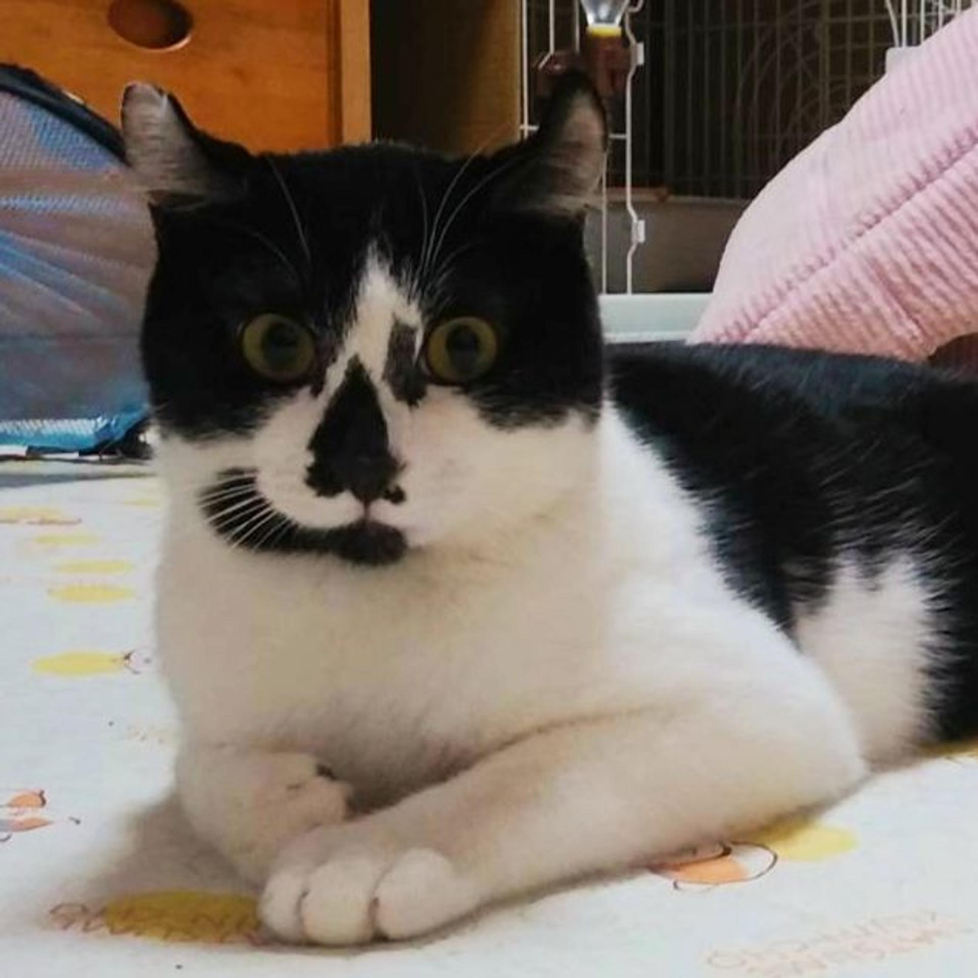 pet-image-5