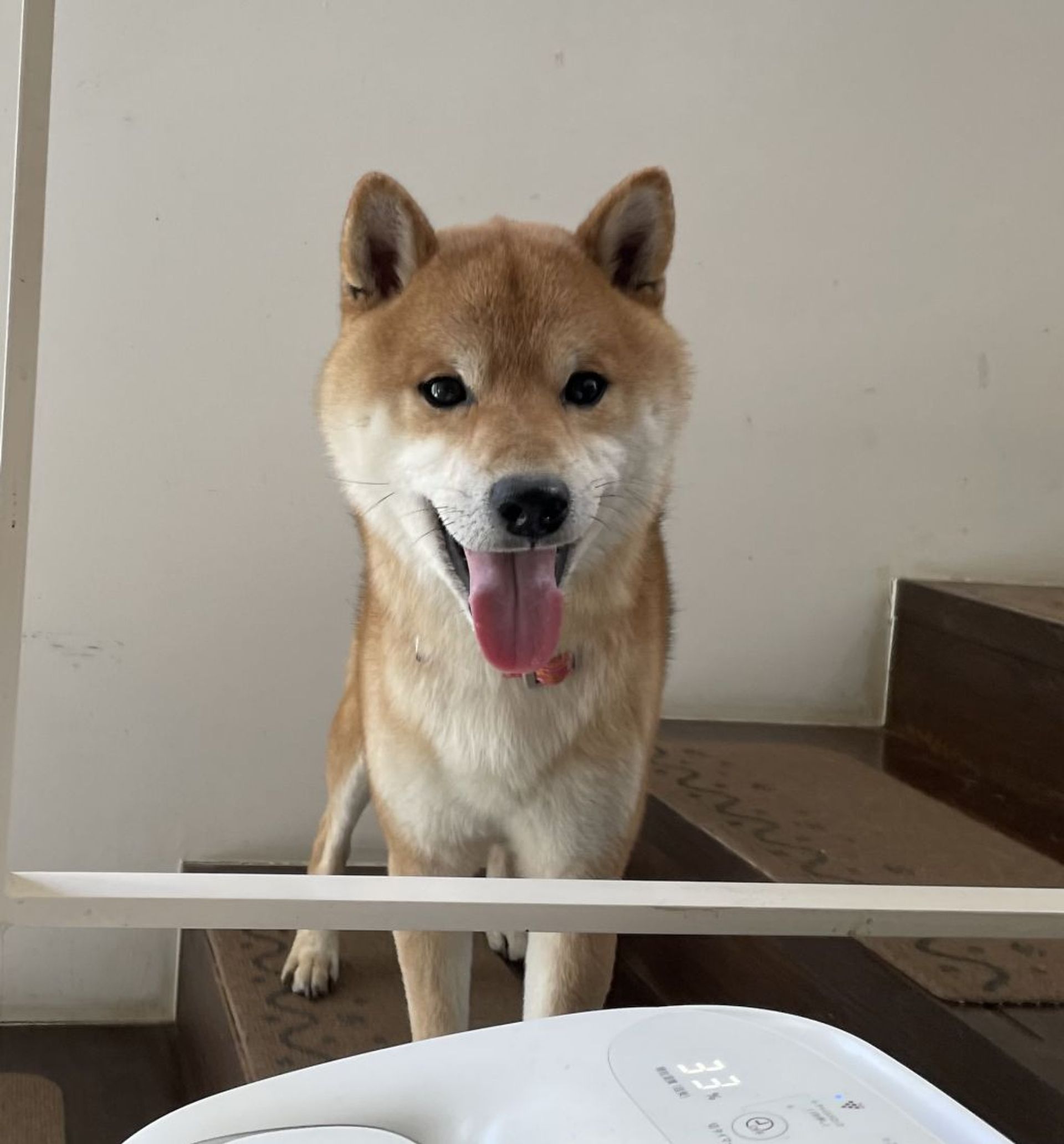 柴犬・オスの里親募集の写真