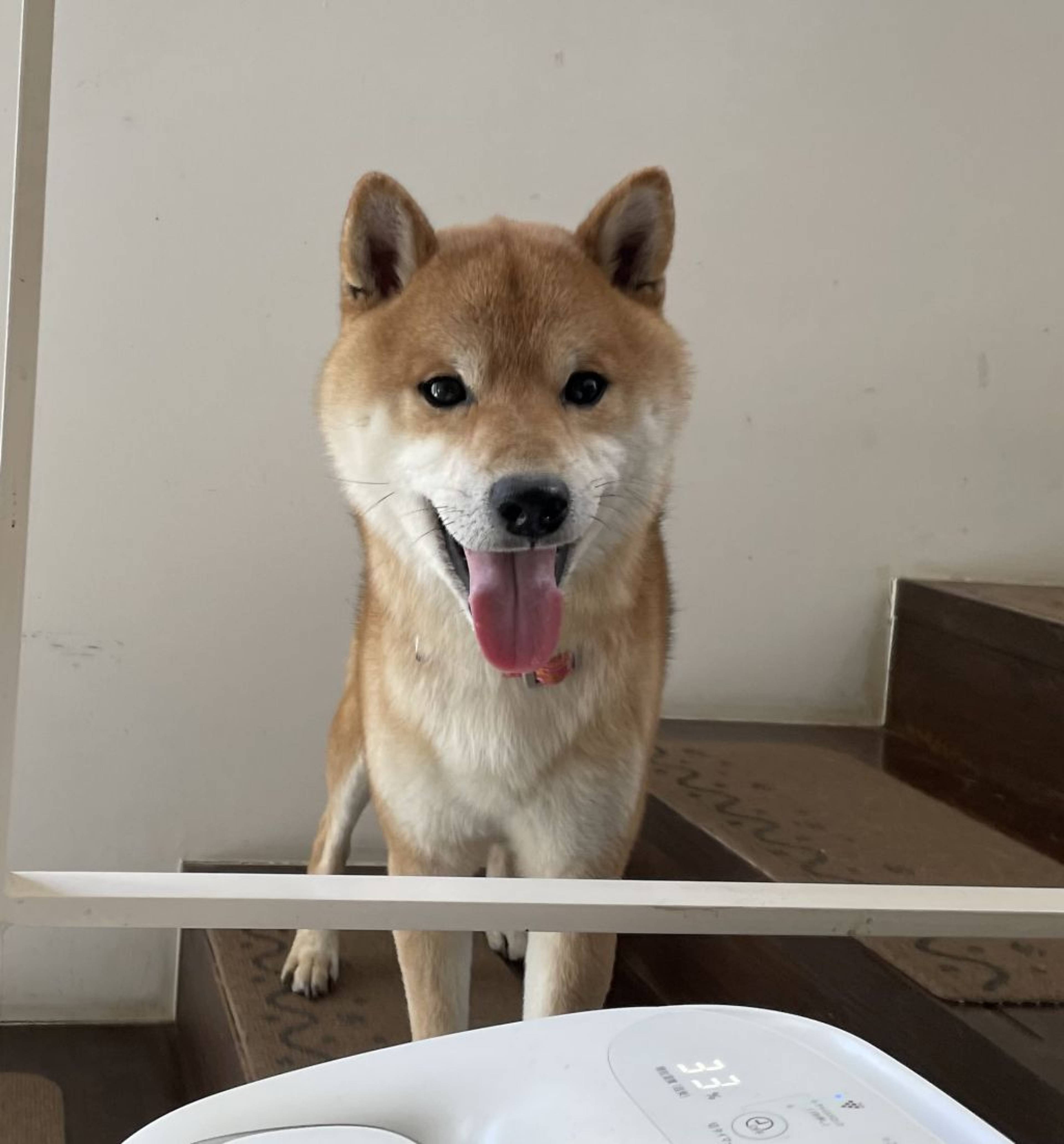 柴犬・オスの里親募集の写真