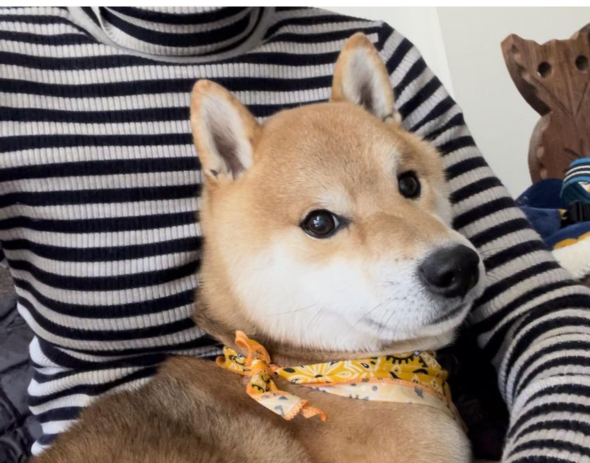 pet-image-2