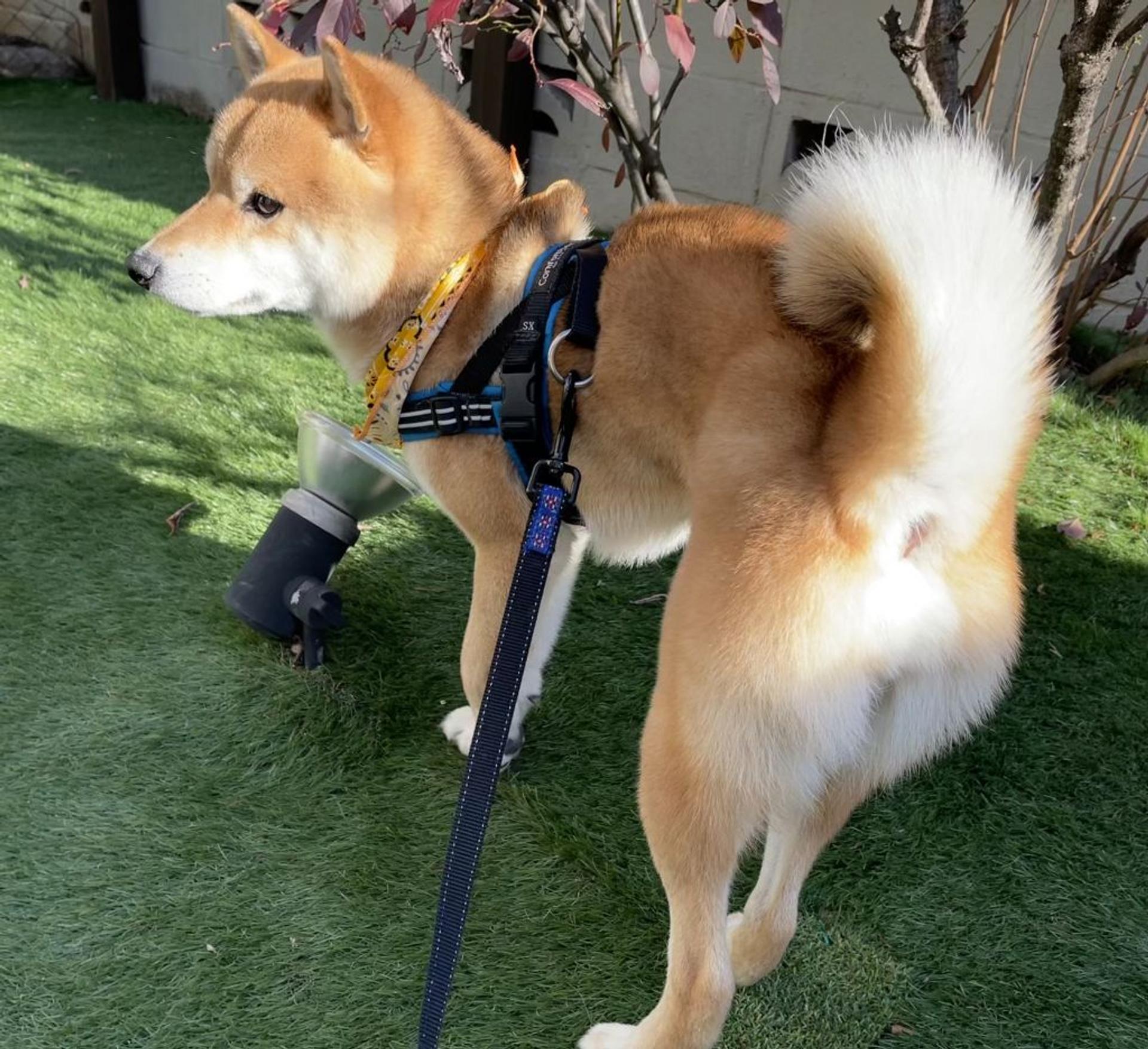 pet-image-3