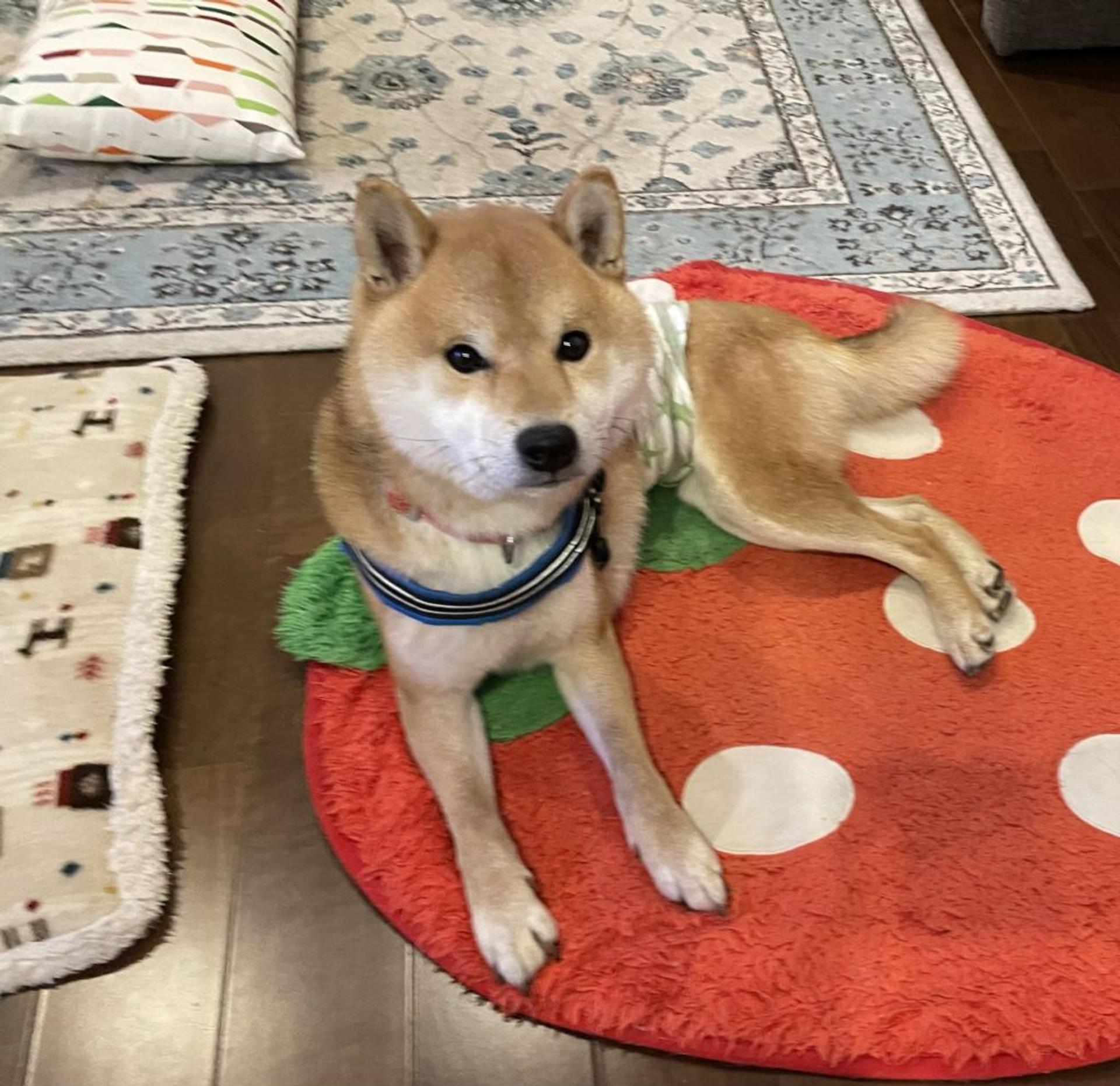 pet-image-5