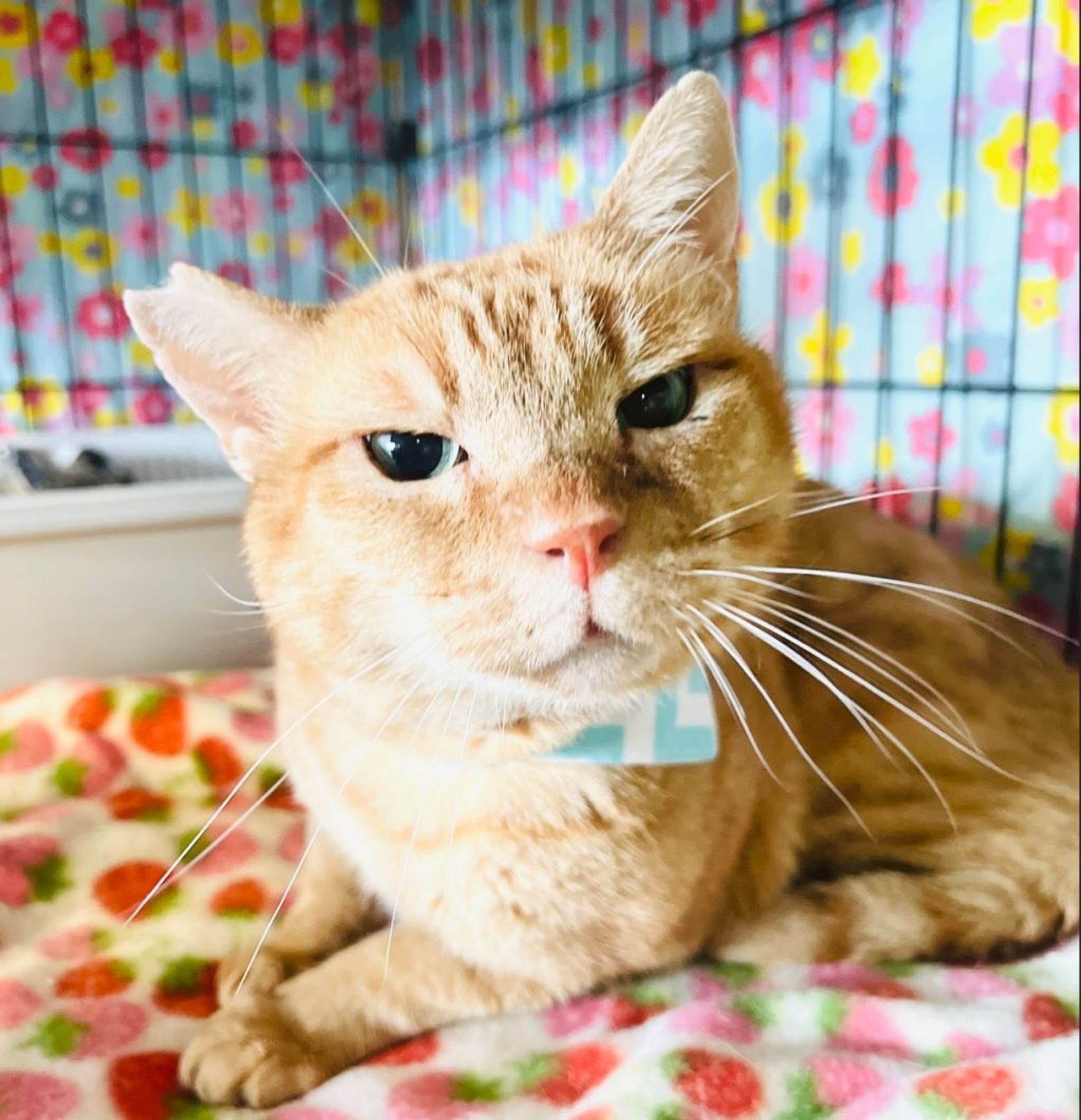 雑種（ミックス猫）・オスの里親募集の写真