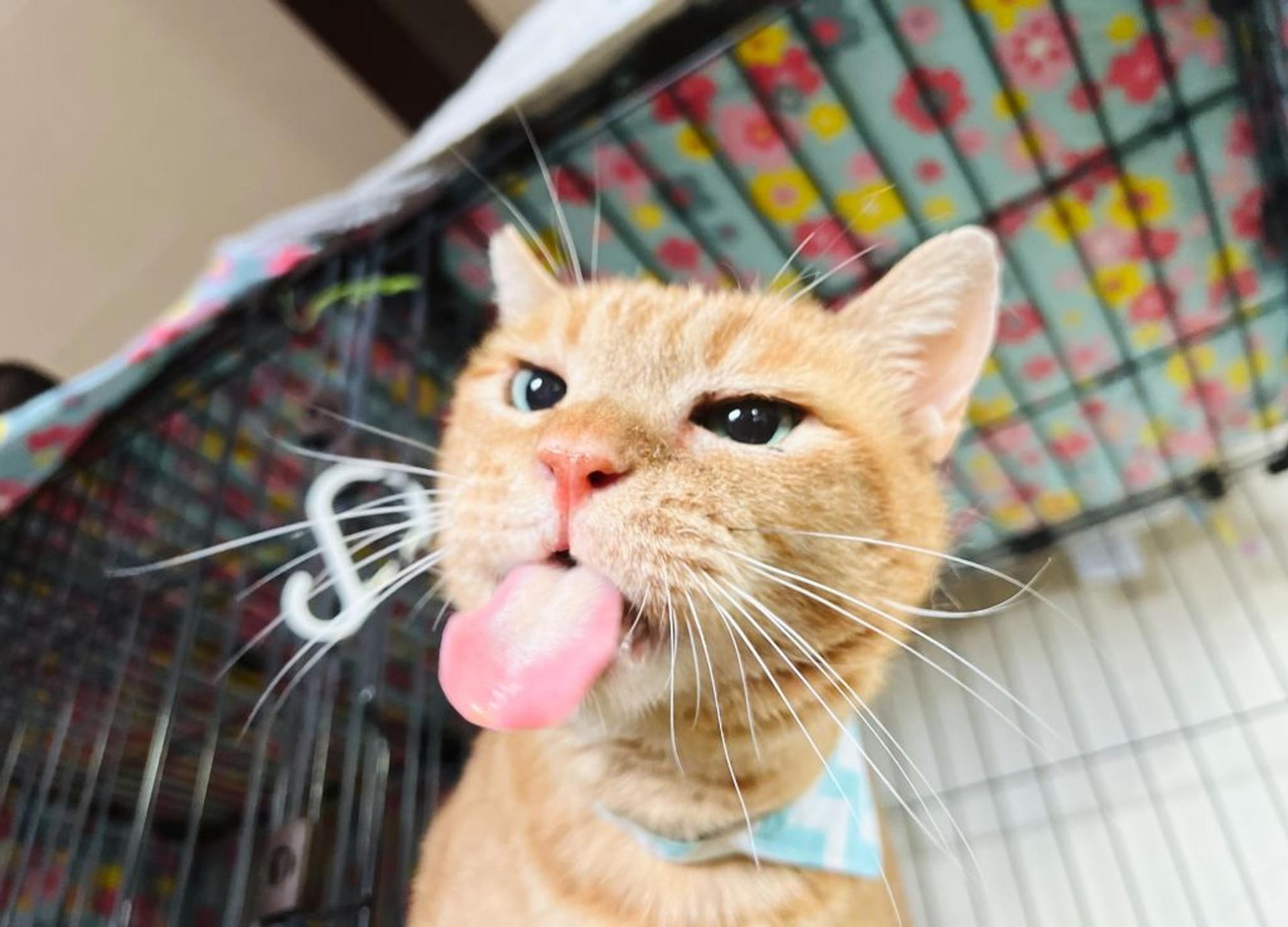 pet-image-2