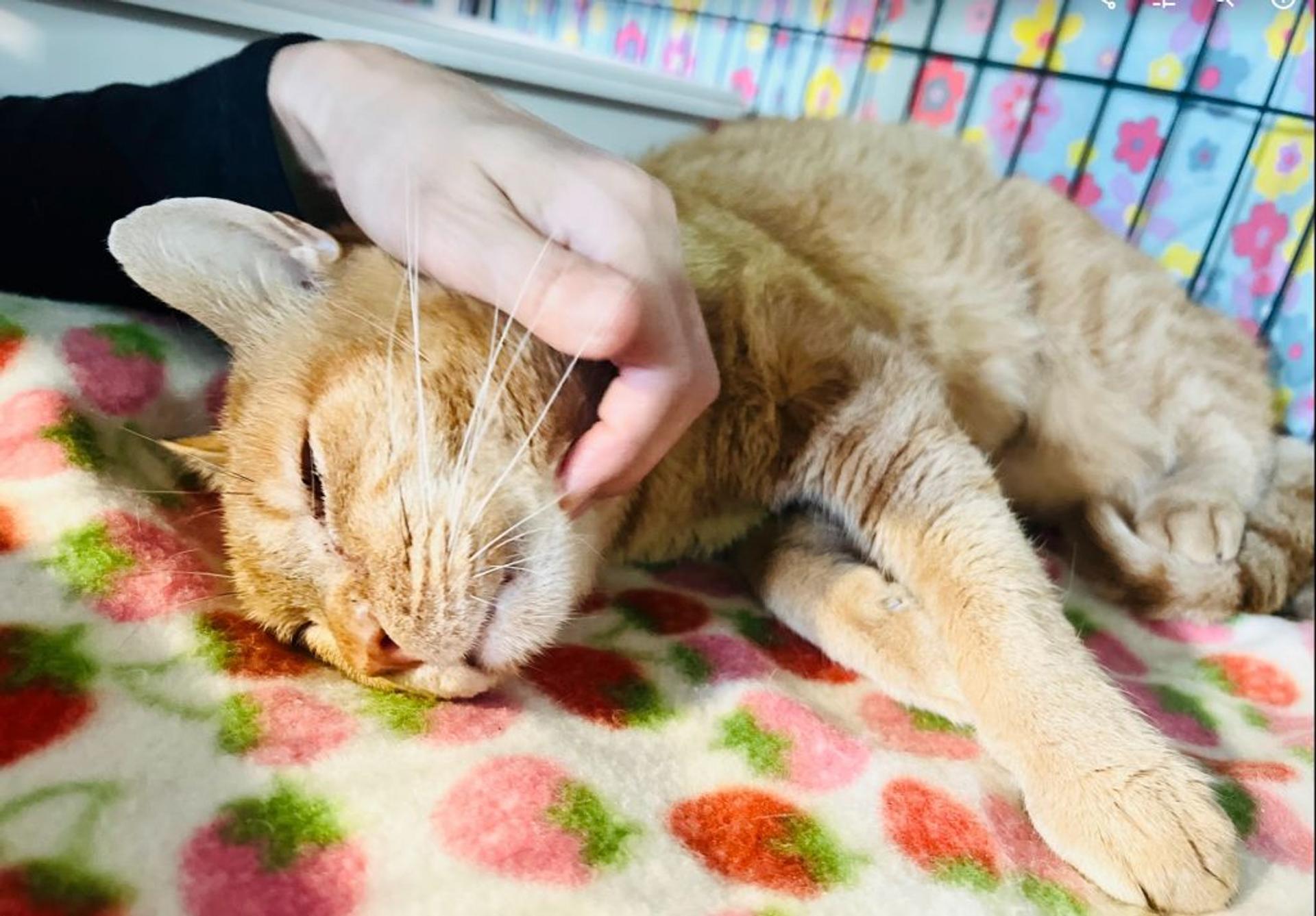pet-image-4