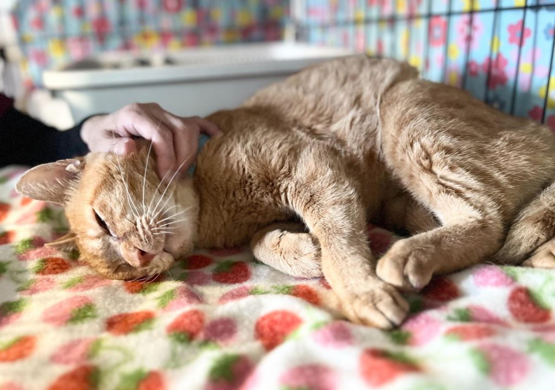 pet-image-5