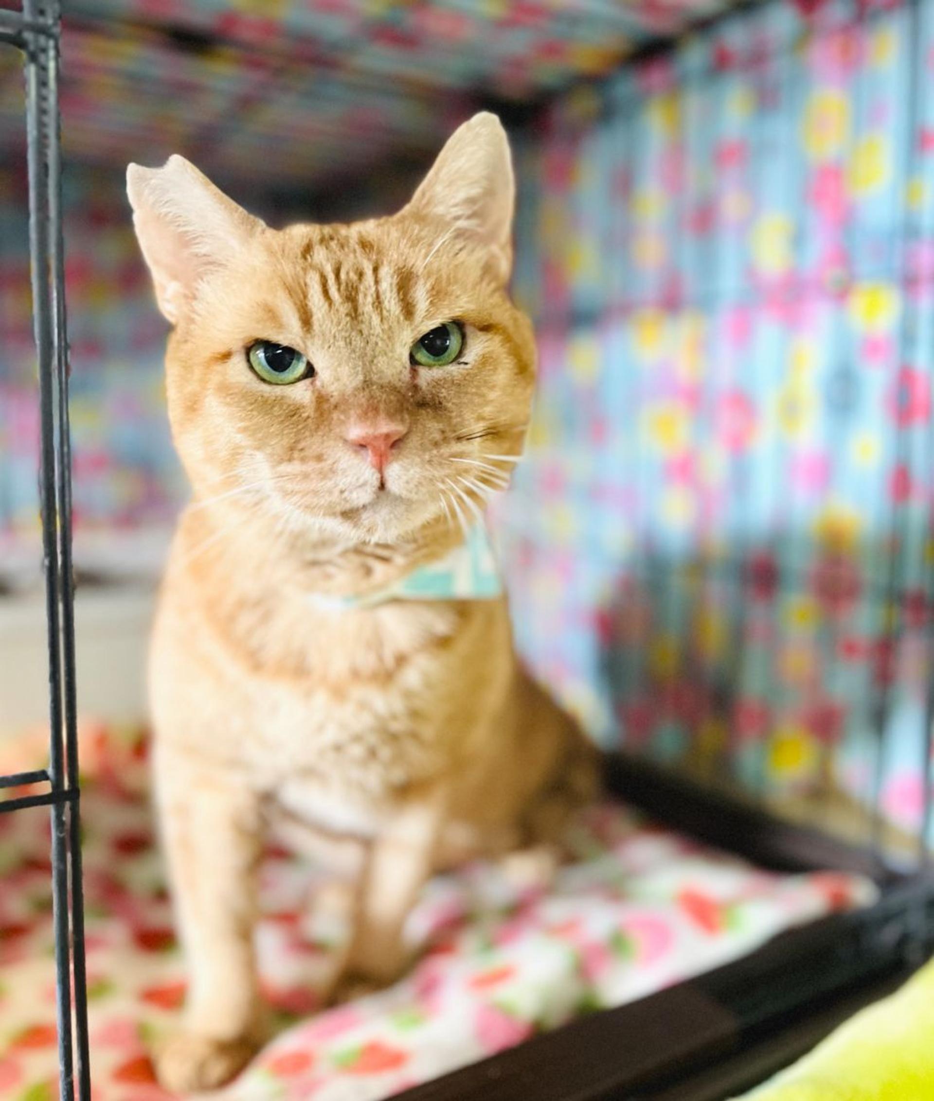 pet-image-7