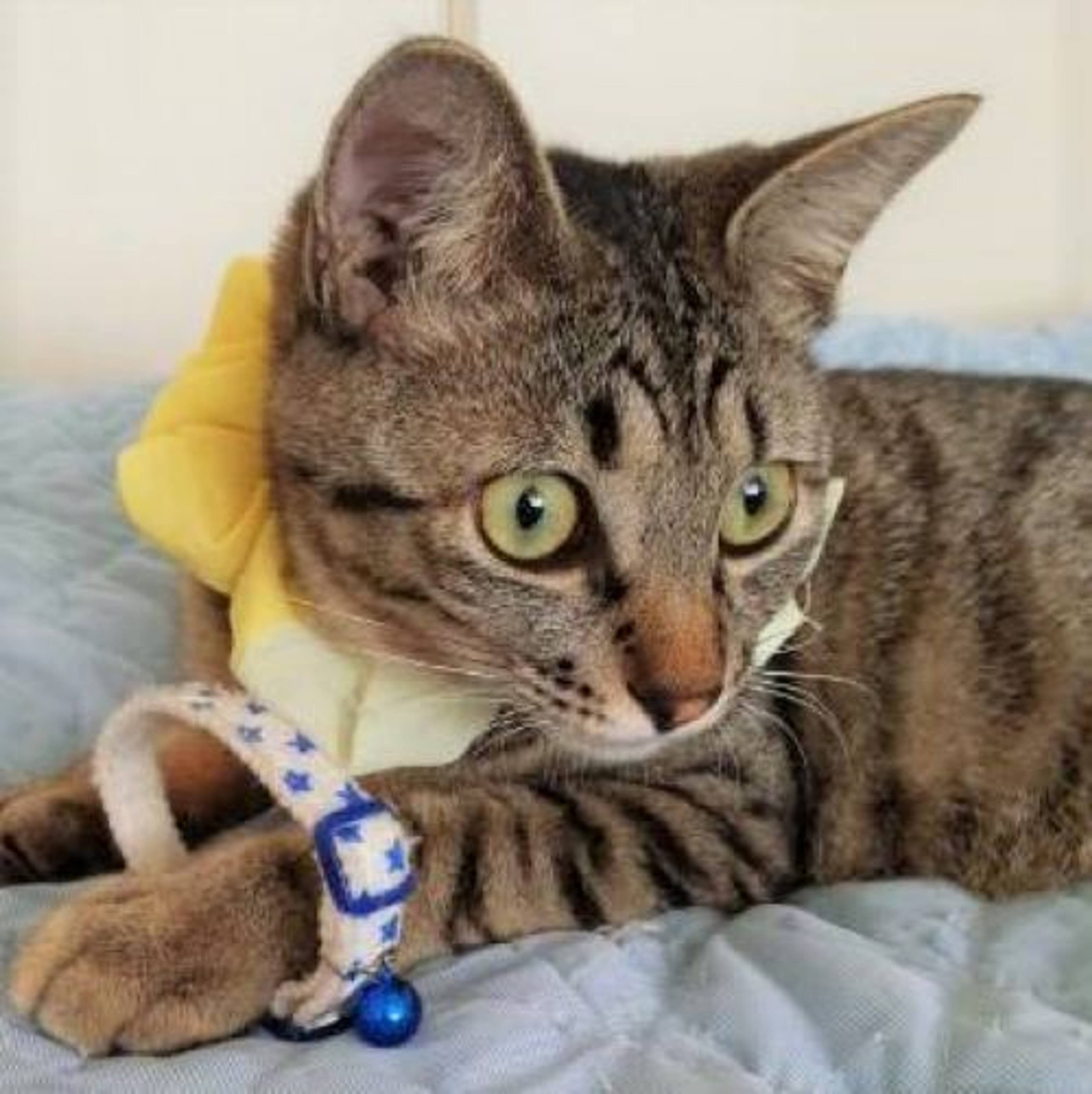 雑種（ミックス猫）・オスの里親募集の写真