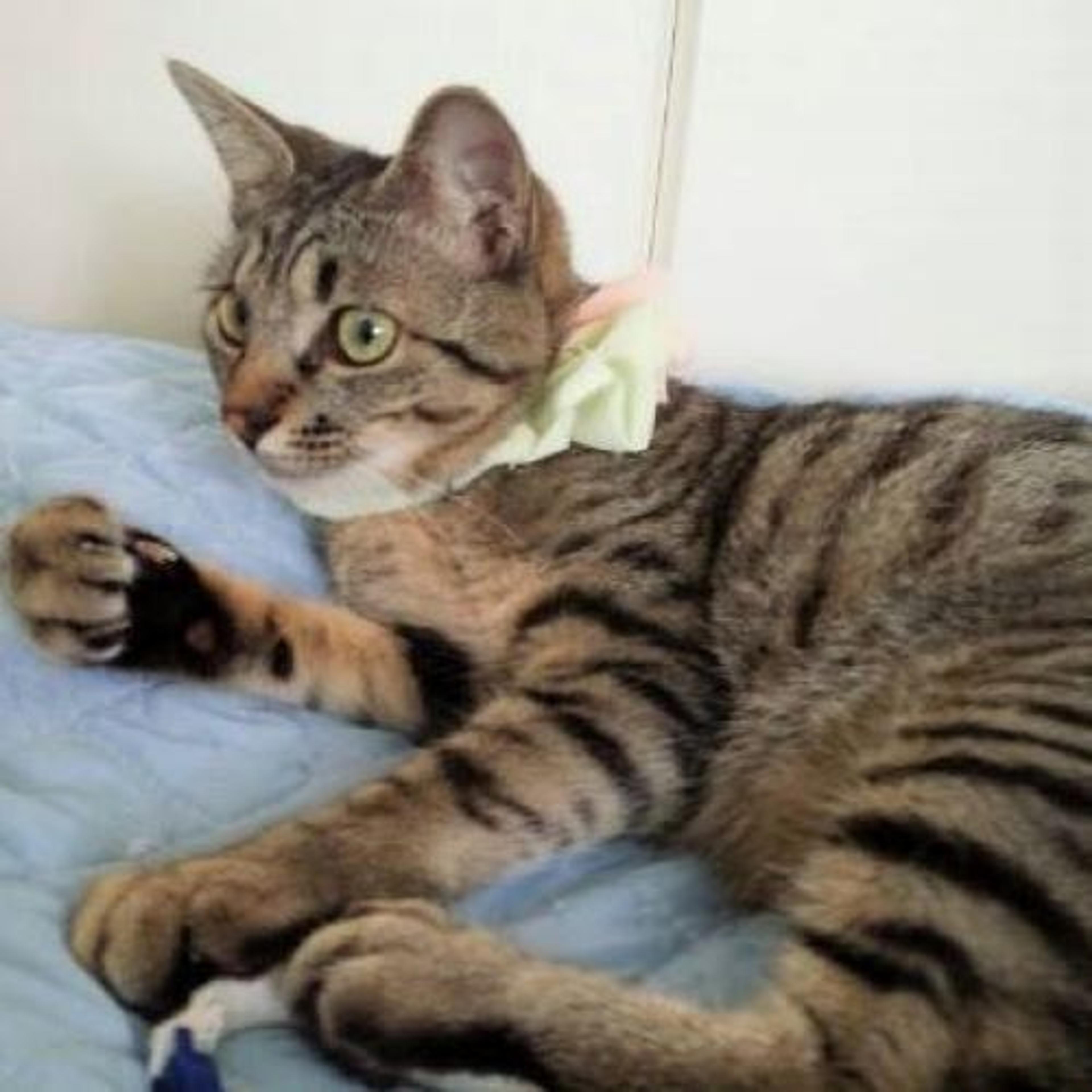 pet-image-2