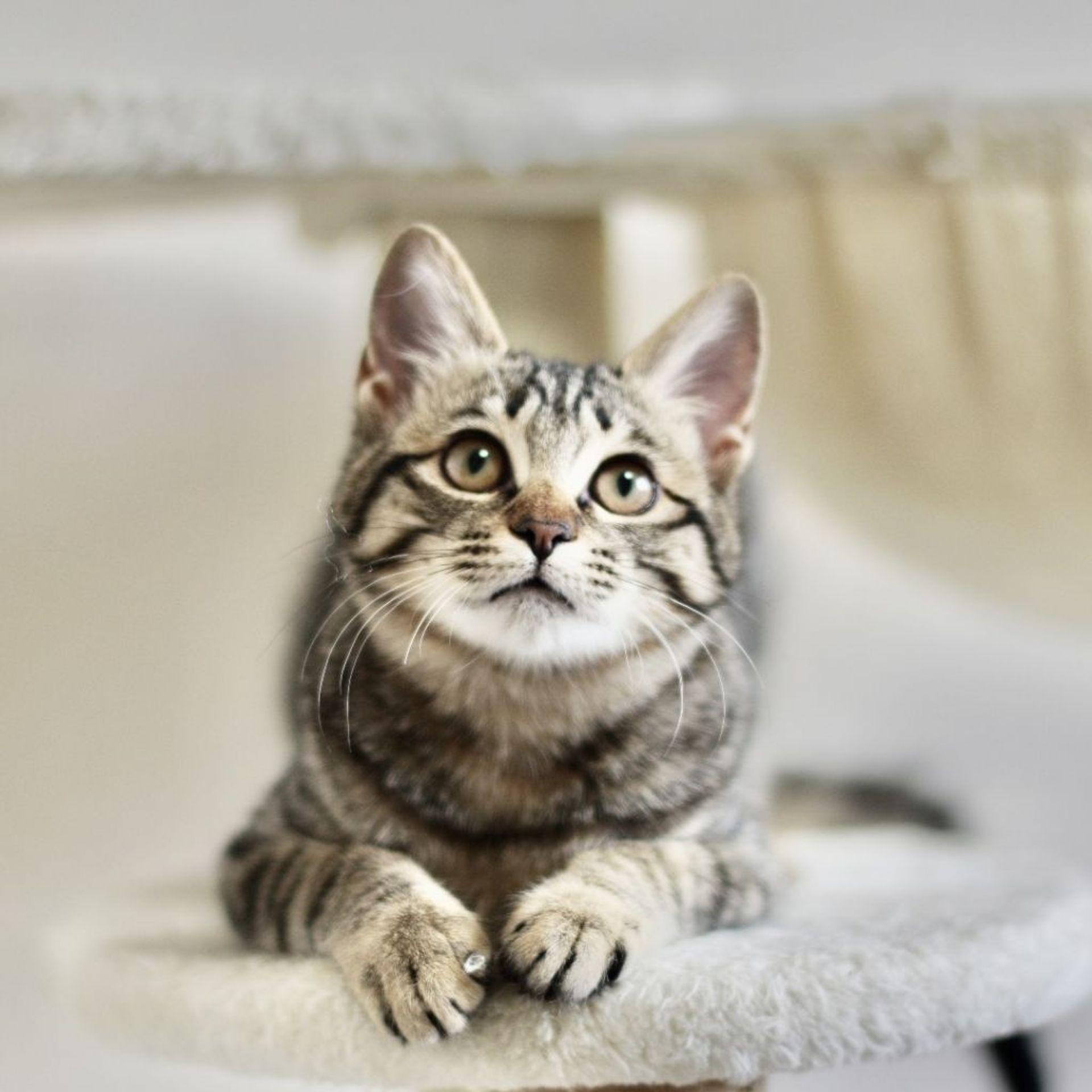 雑種（ミックス猫）・メスの里親募集の写真