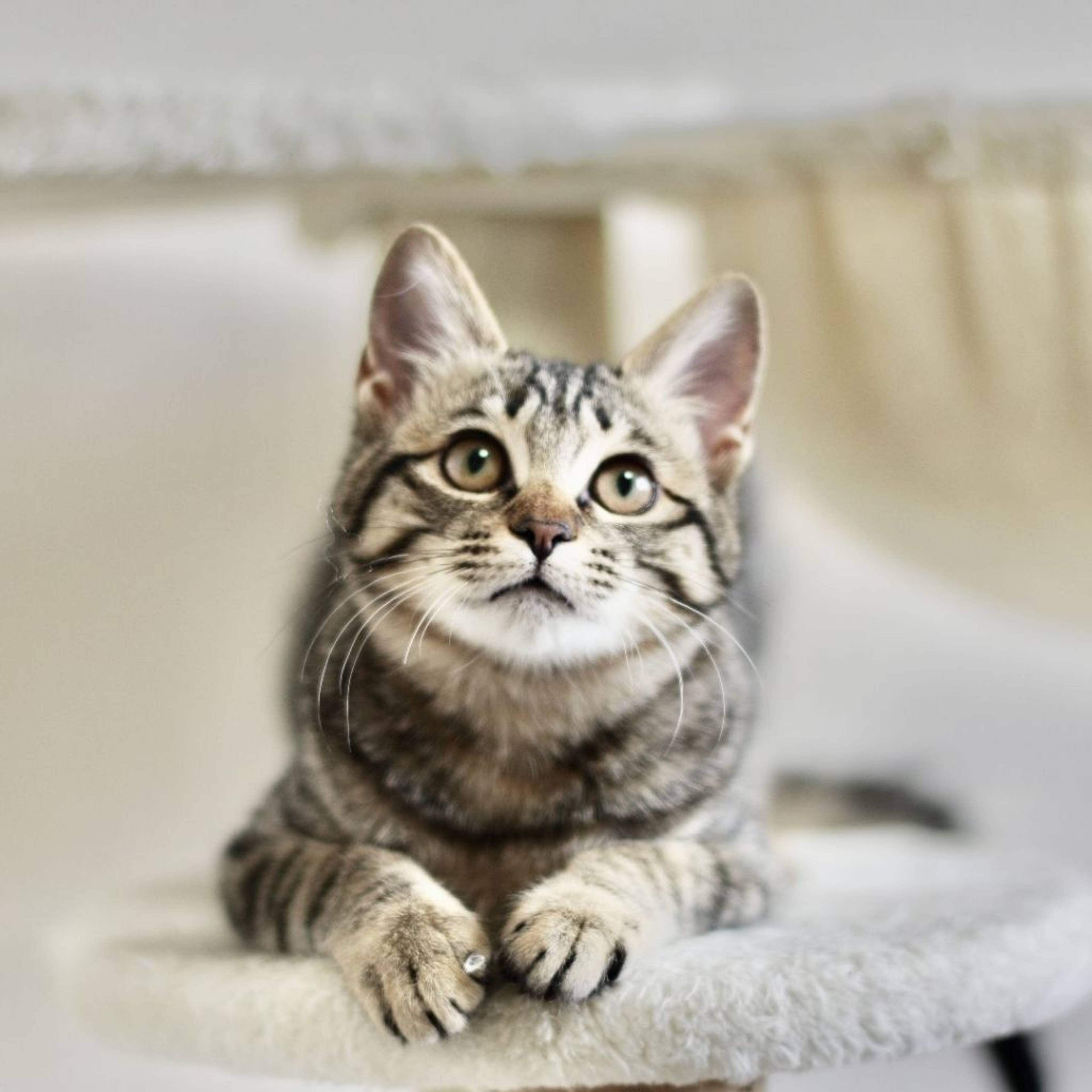 雑種（ミックス猫）・メスの里親募集の写真