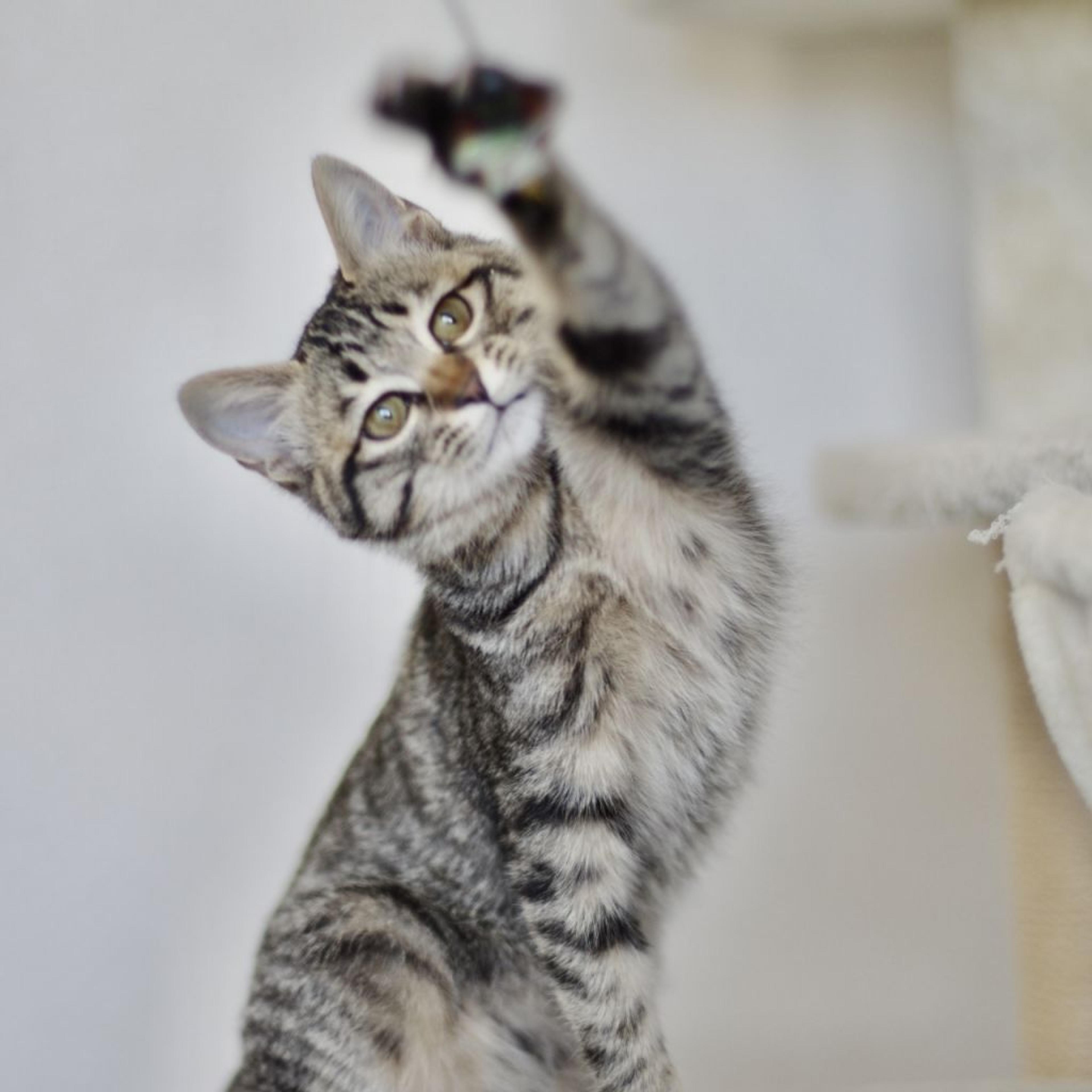 pet-image-4
