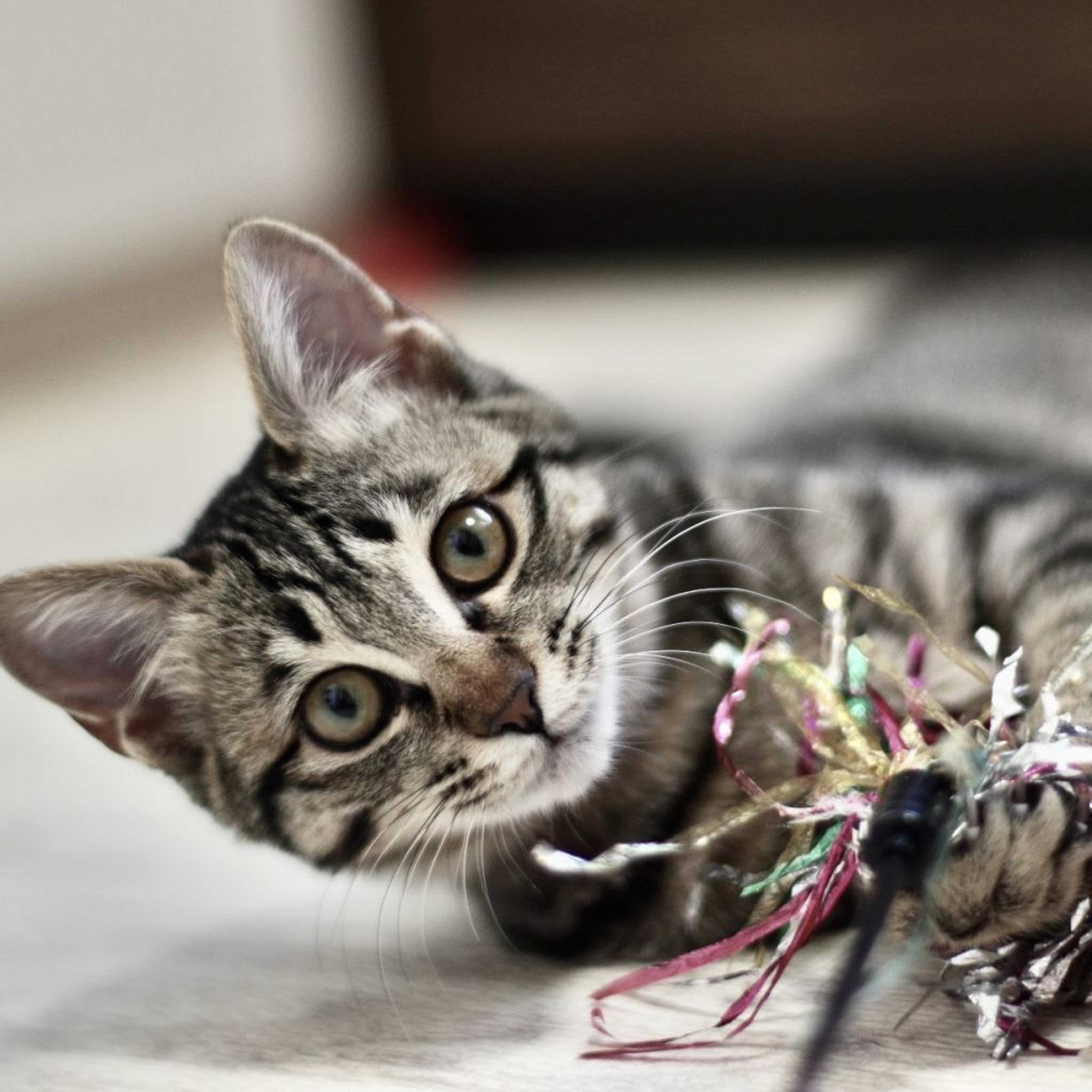 pet-image-5