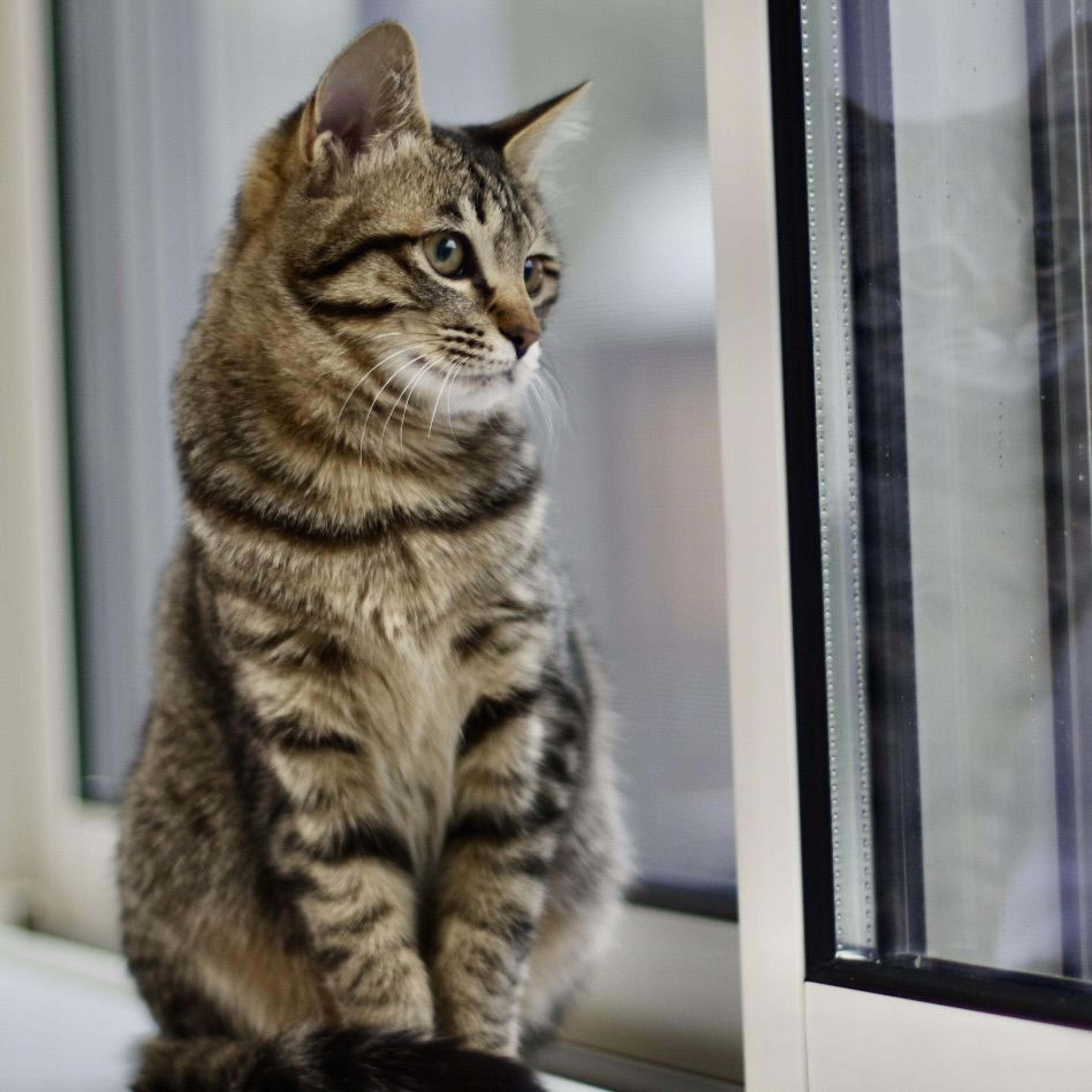 pet-image-6