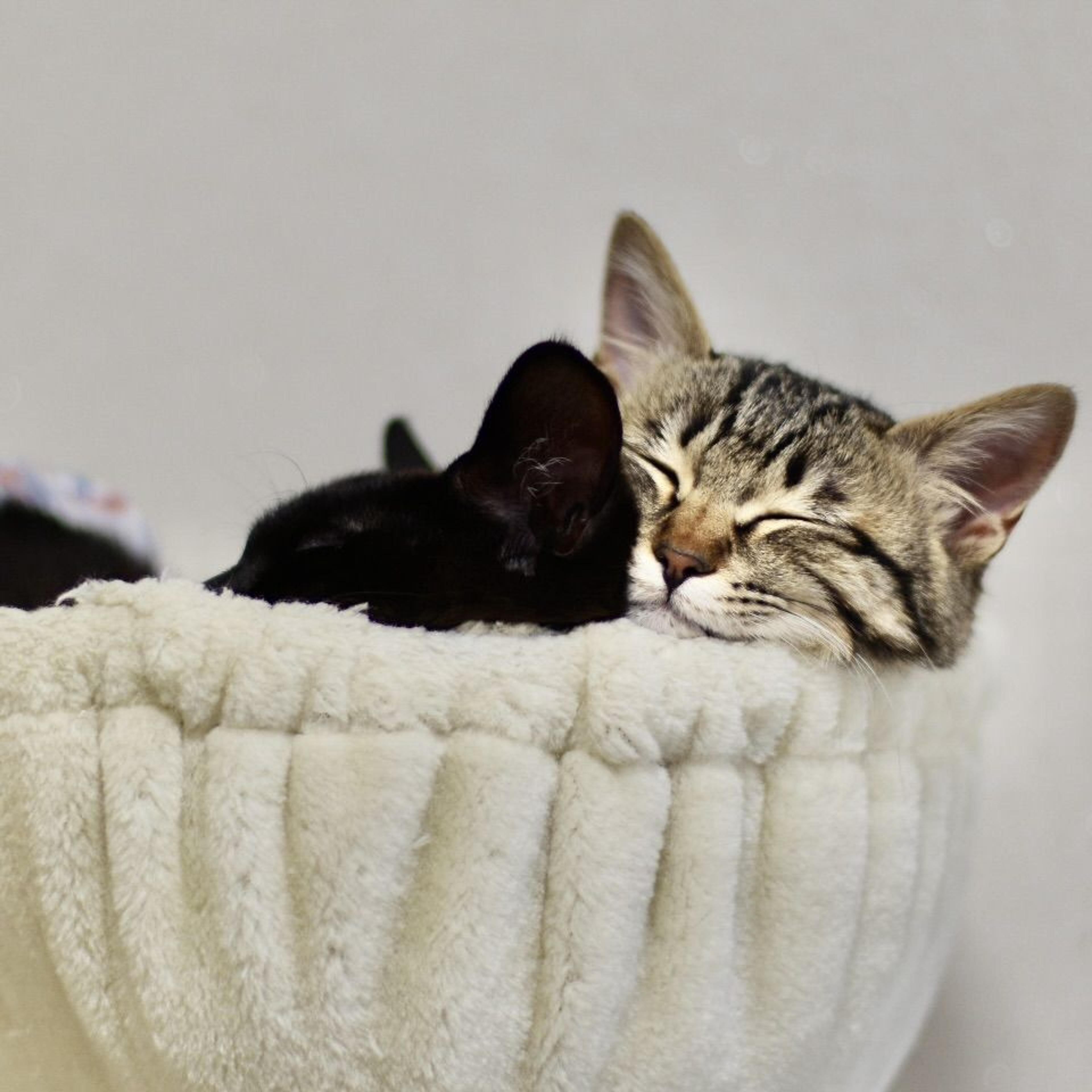 pet-image-7