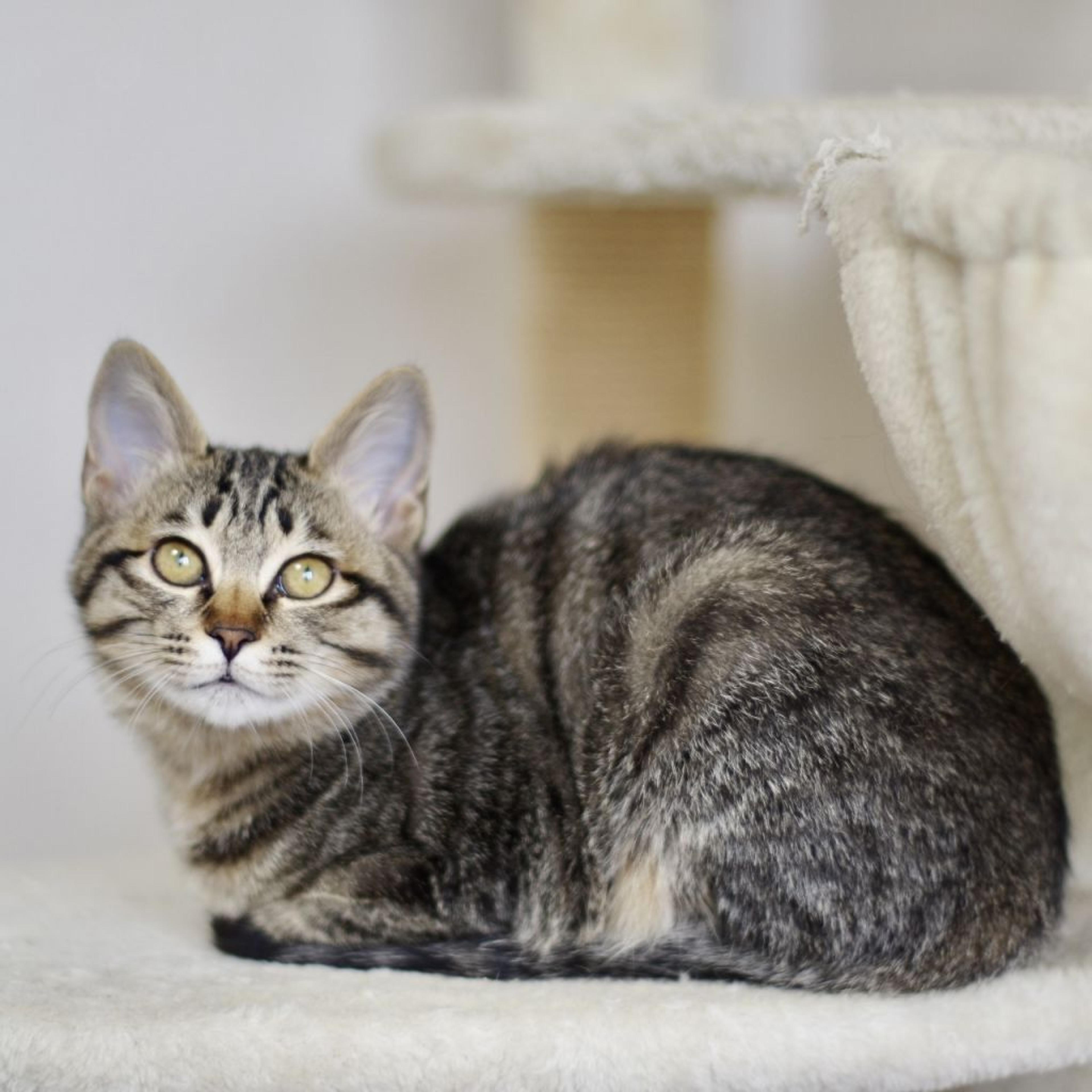 pet-image-8