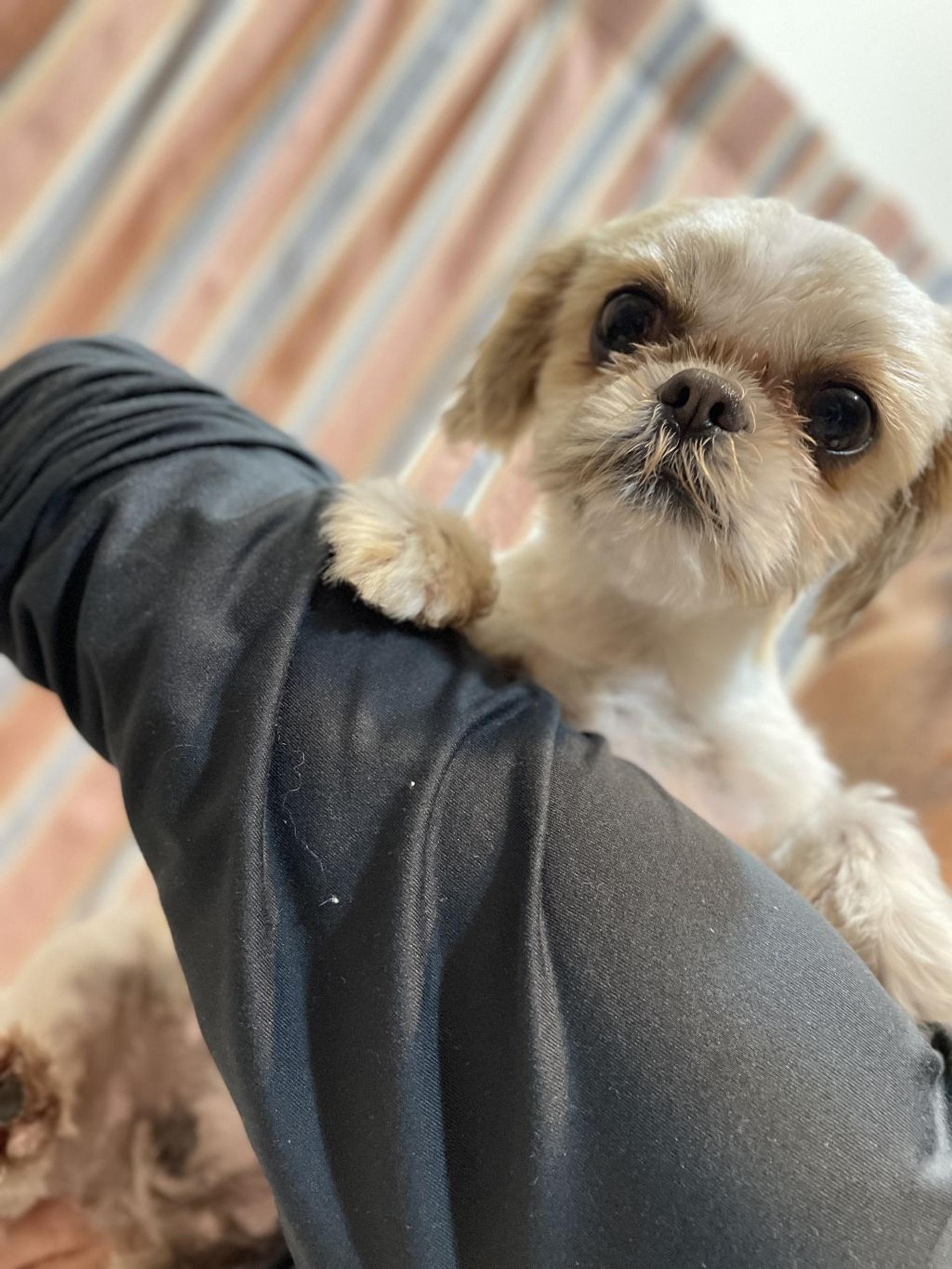 pet-image-2
