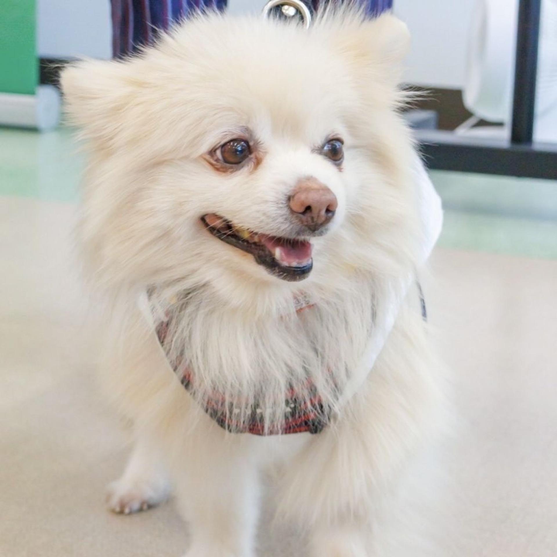 pet-image-2