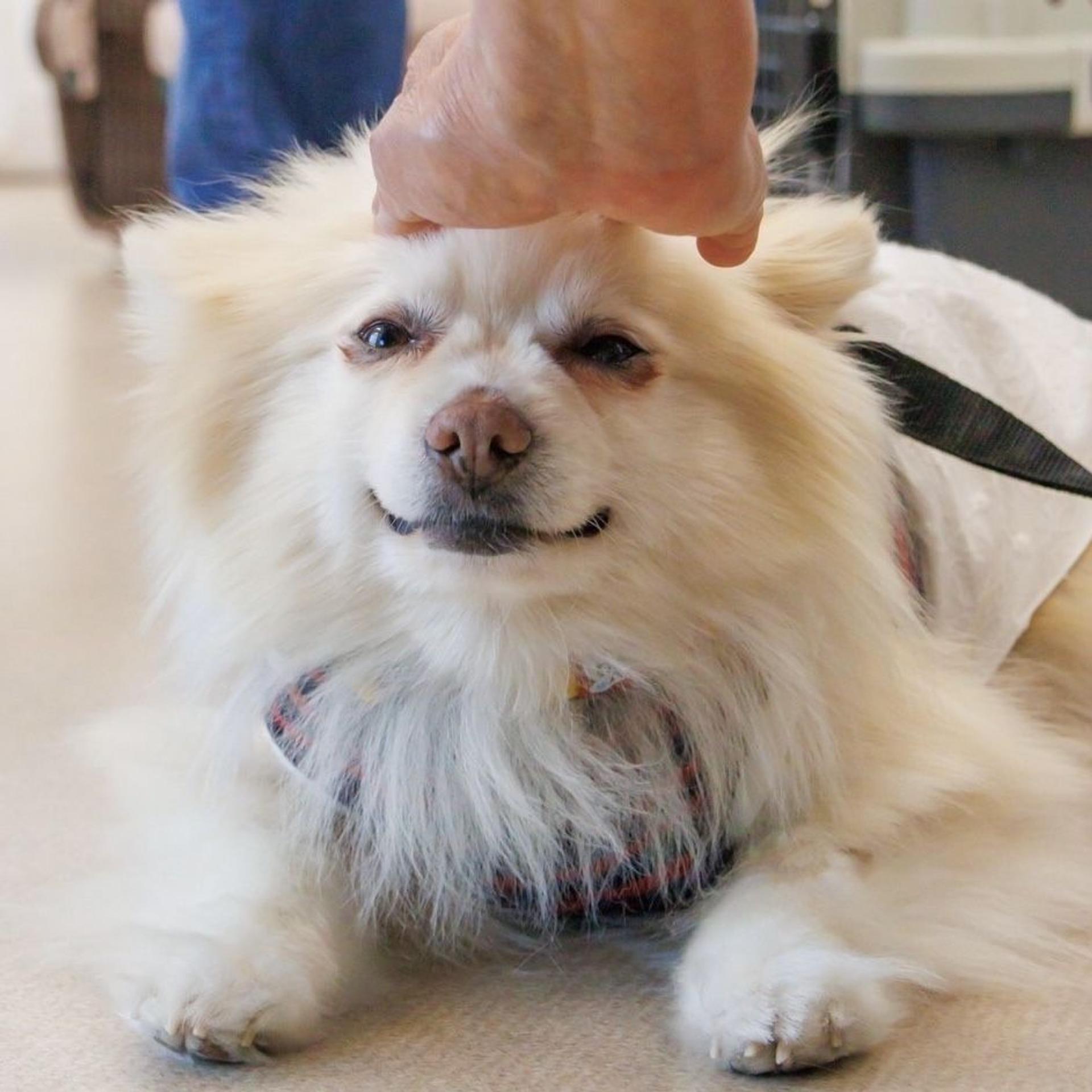 pet-image-4