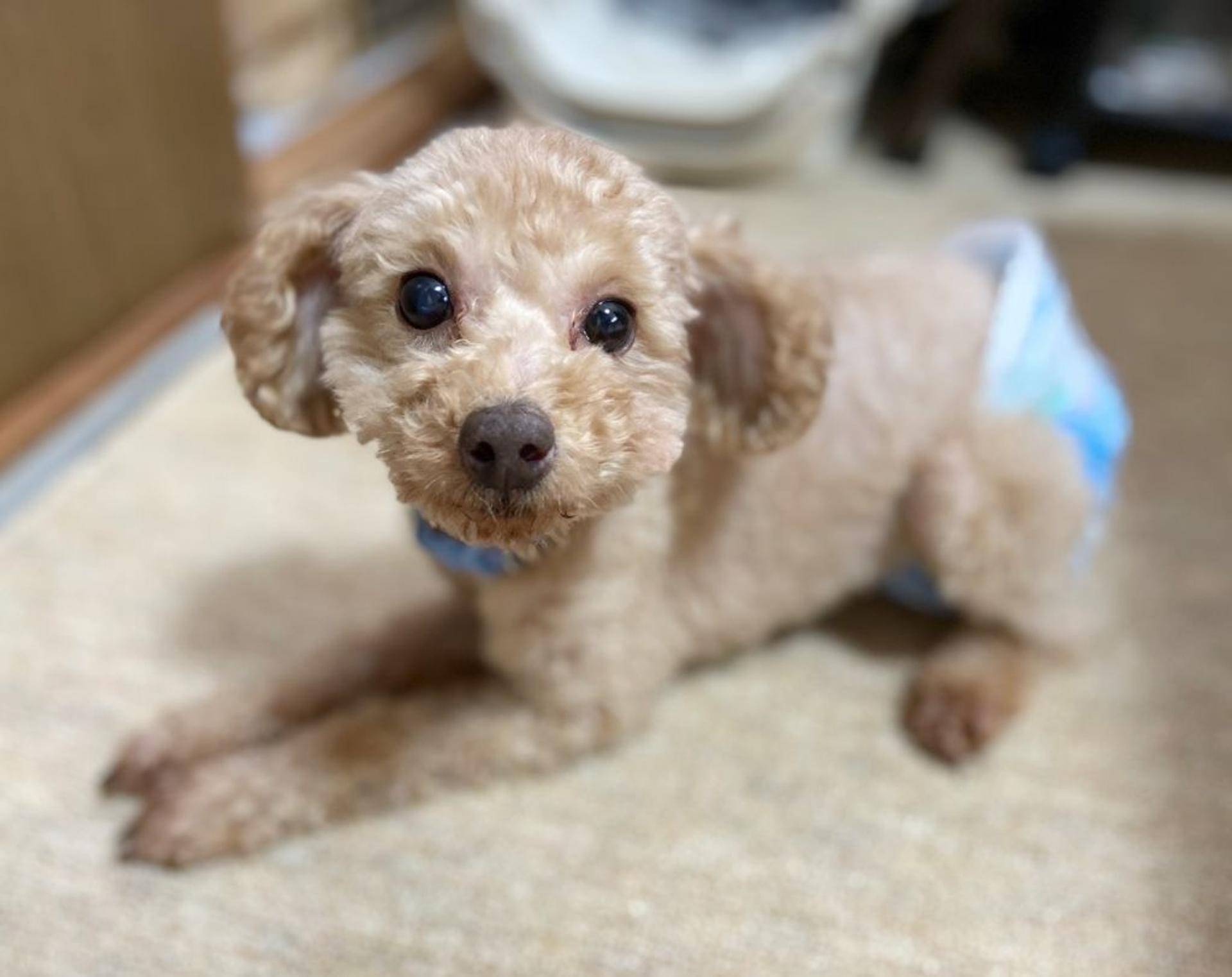 pet-image-2