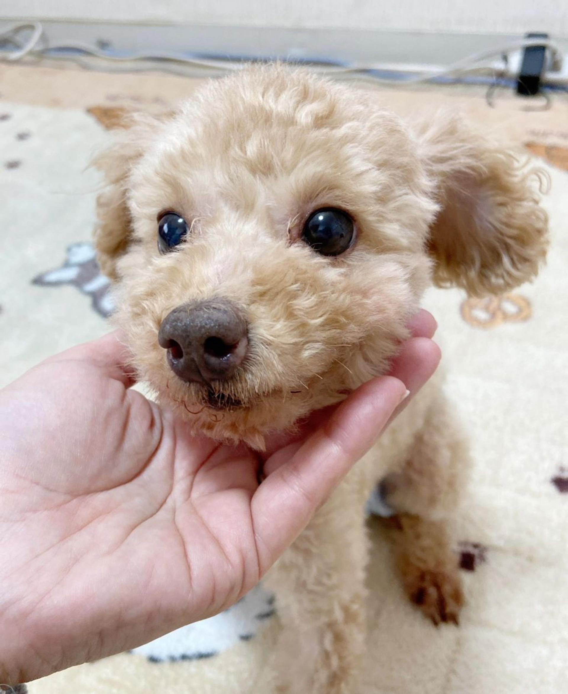 pet-image-5