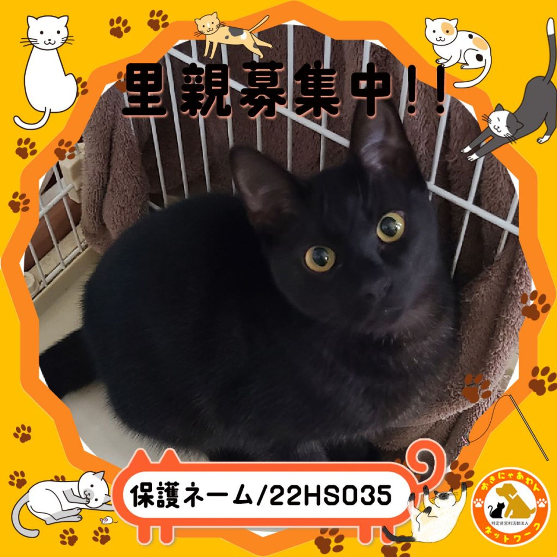 雑種（ミックス猫）・オスの里親募集の写真