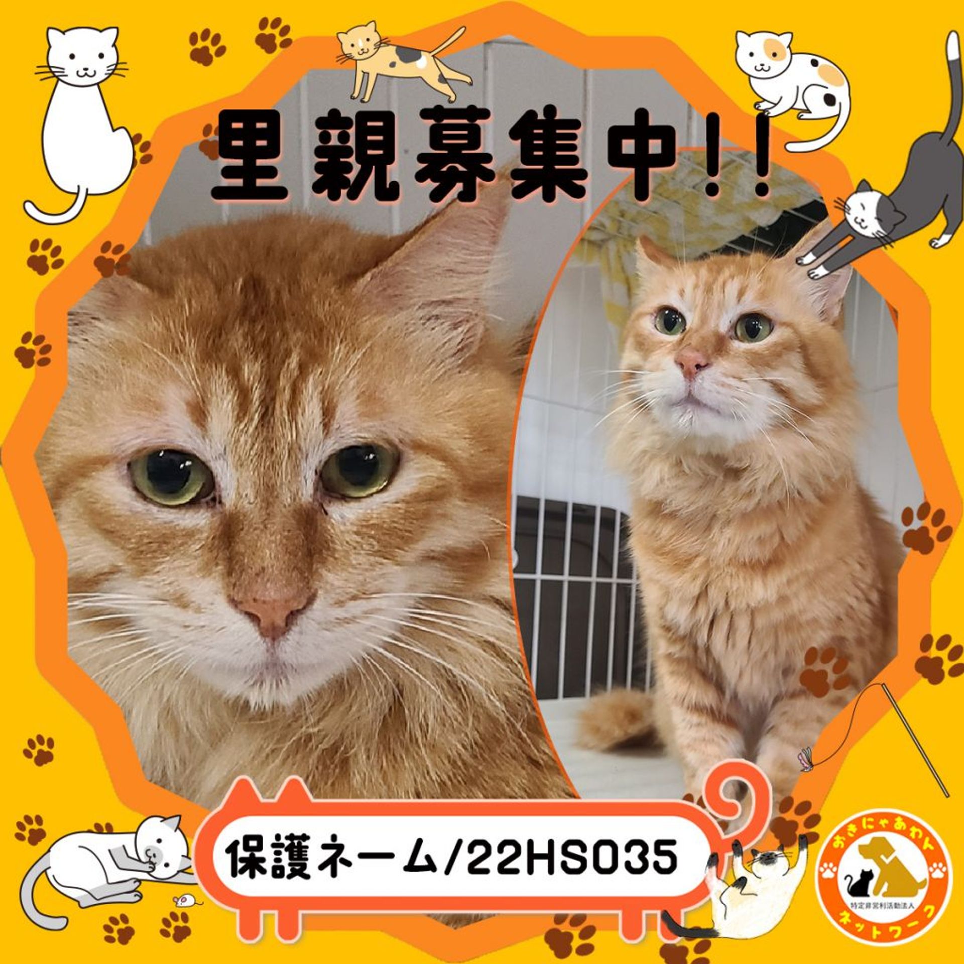 雑種（ミックス猫）・オスの里親募集の写真