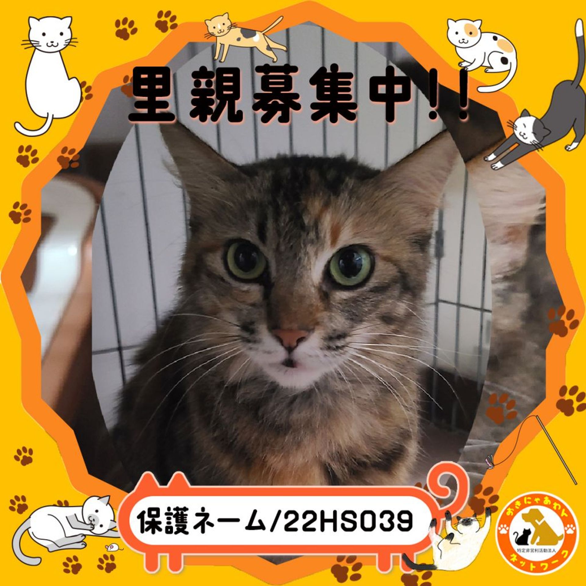 雑種（ミックス猫）・メスの里親募集の写真