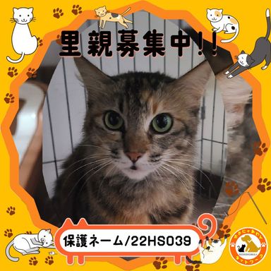 22HS039（管理番号）の写真