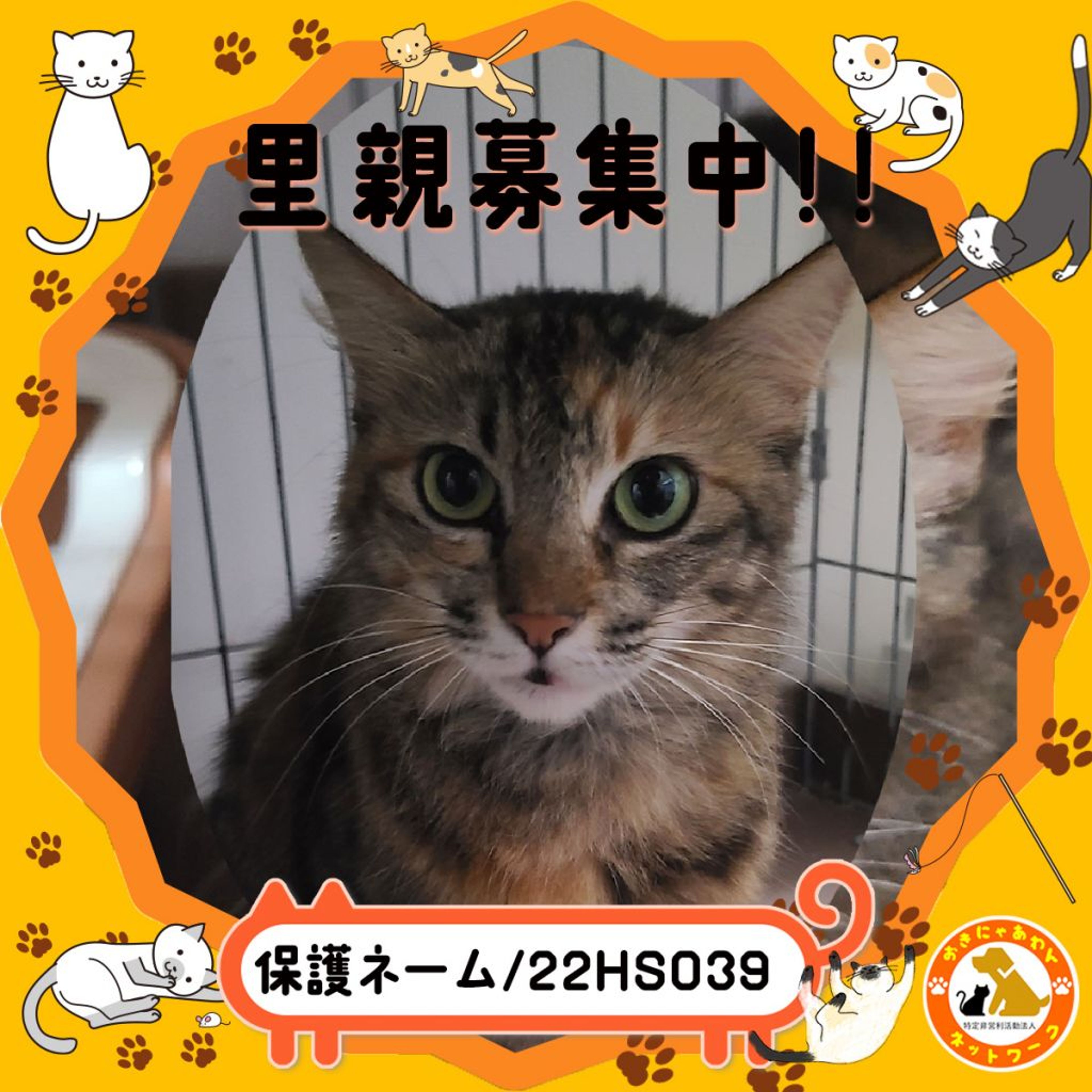 雑種（ミックス猫）・メスの里親募集の写真
